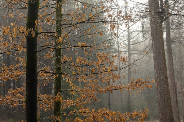 Native Trees