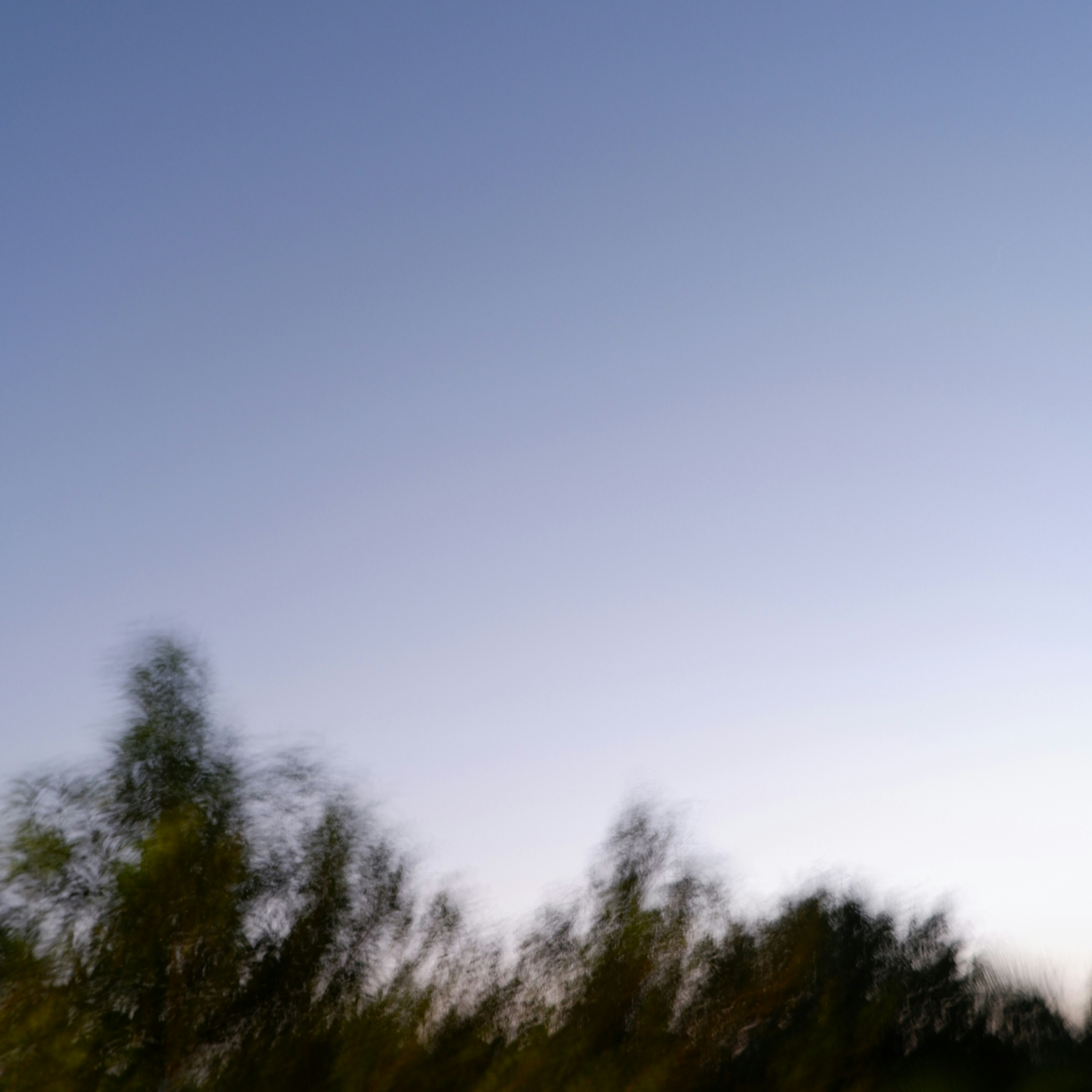 Blurry trees against a clear sky