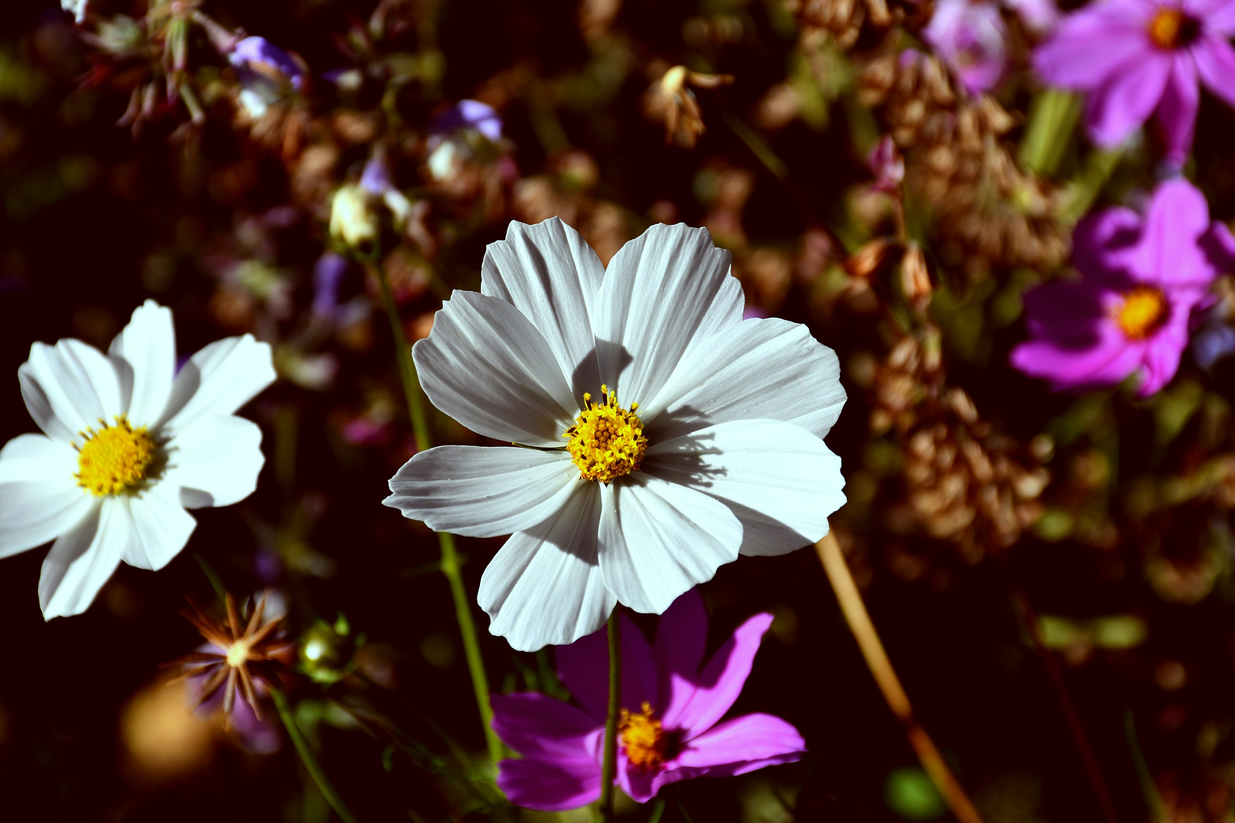 Photo by natureandmylens