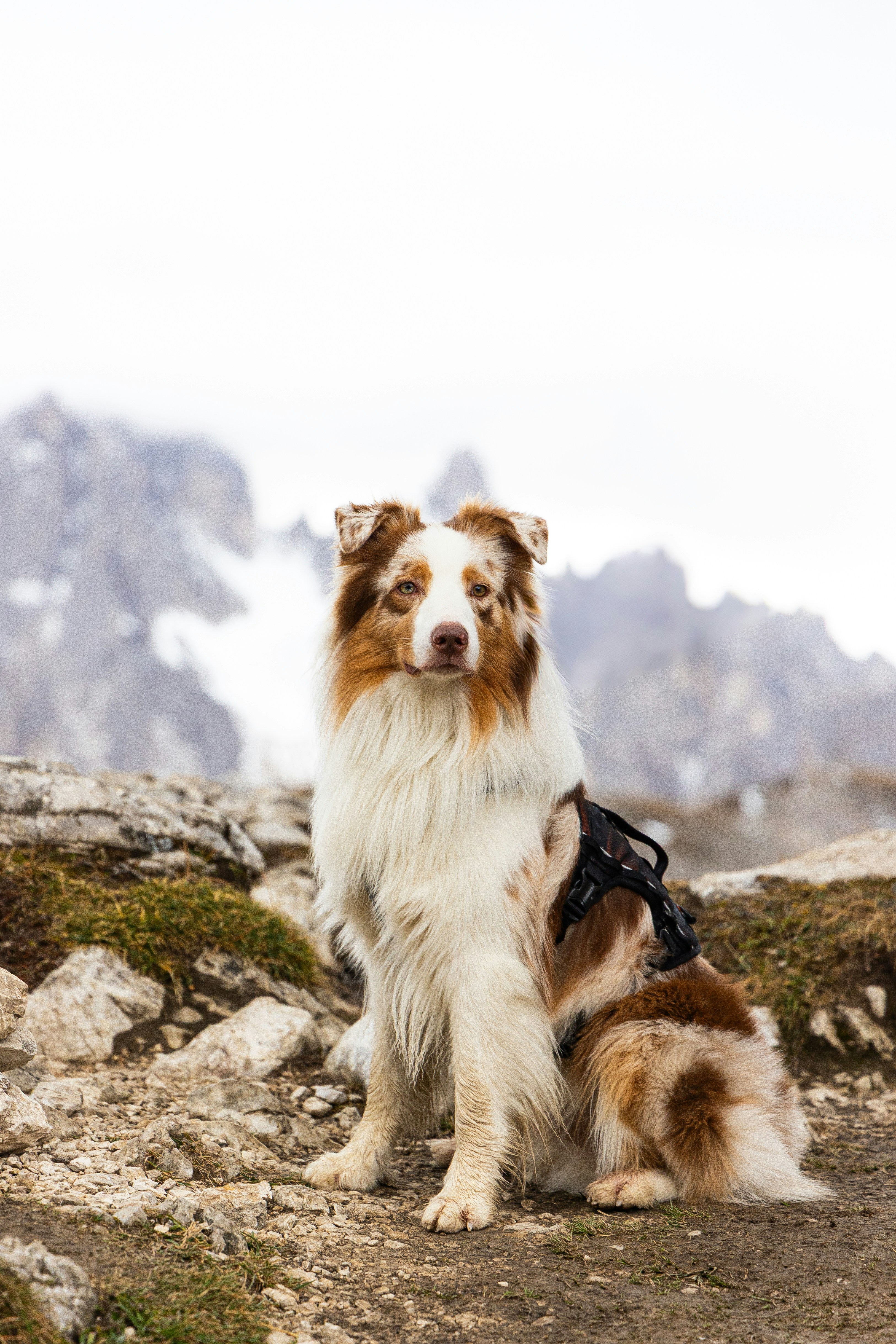 A dog sitting alert on a rocky mountain trail