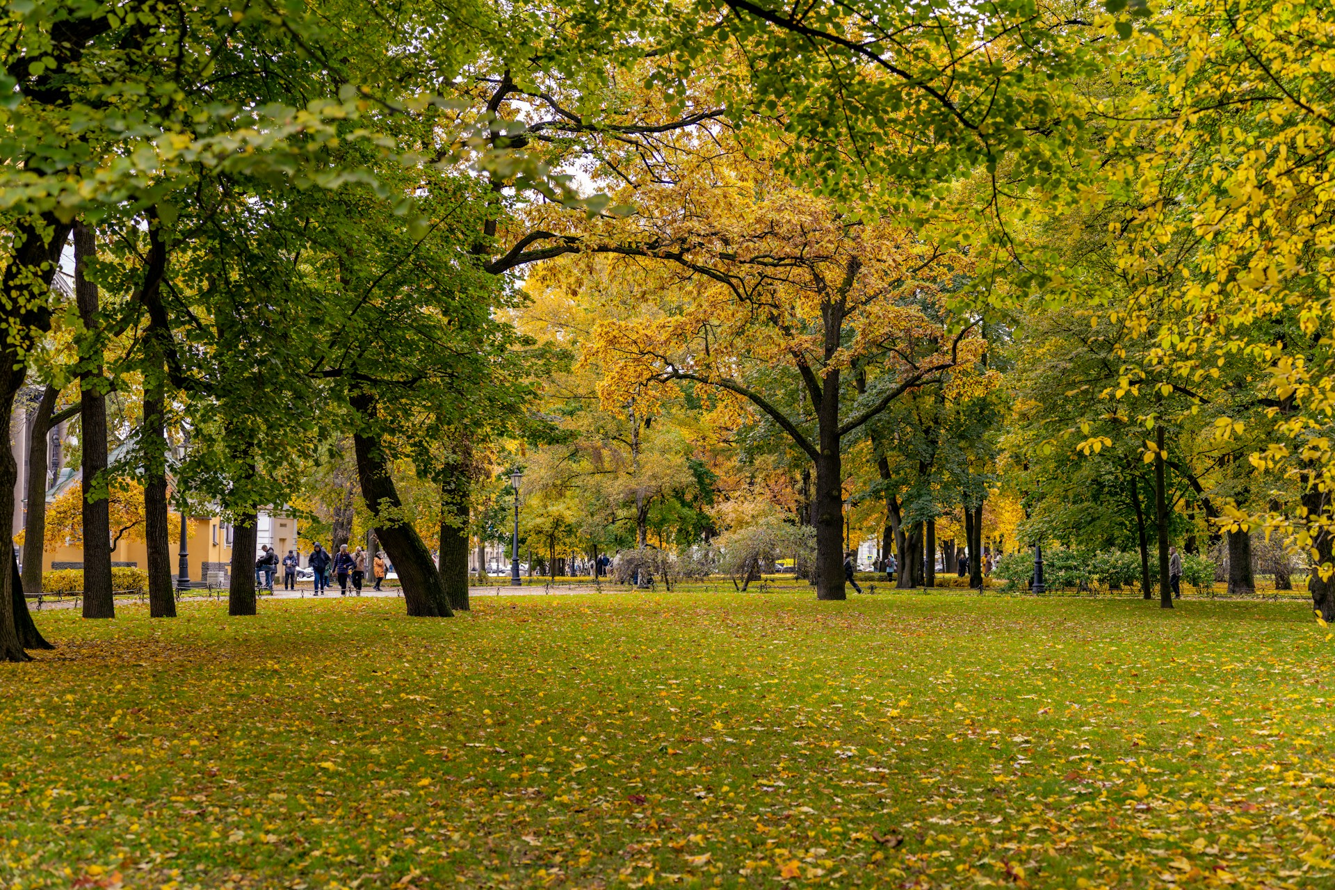 Autumn park with fallen yellow leaves on grass