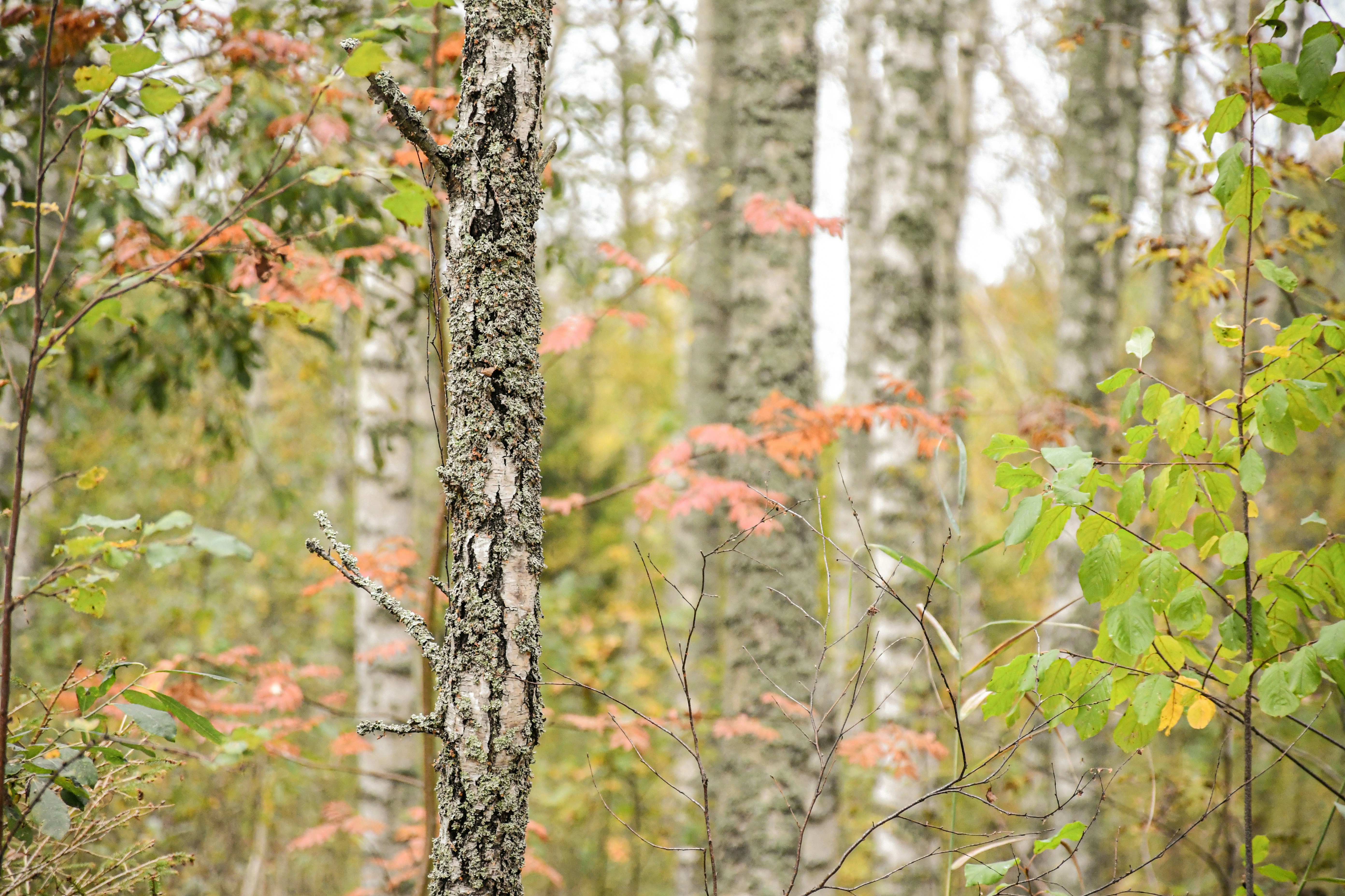 Autumn forest with birch trees and colorful leaves