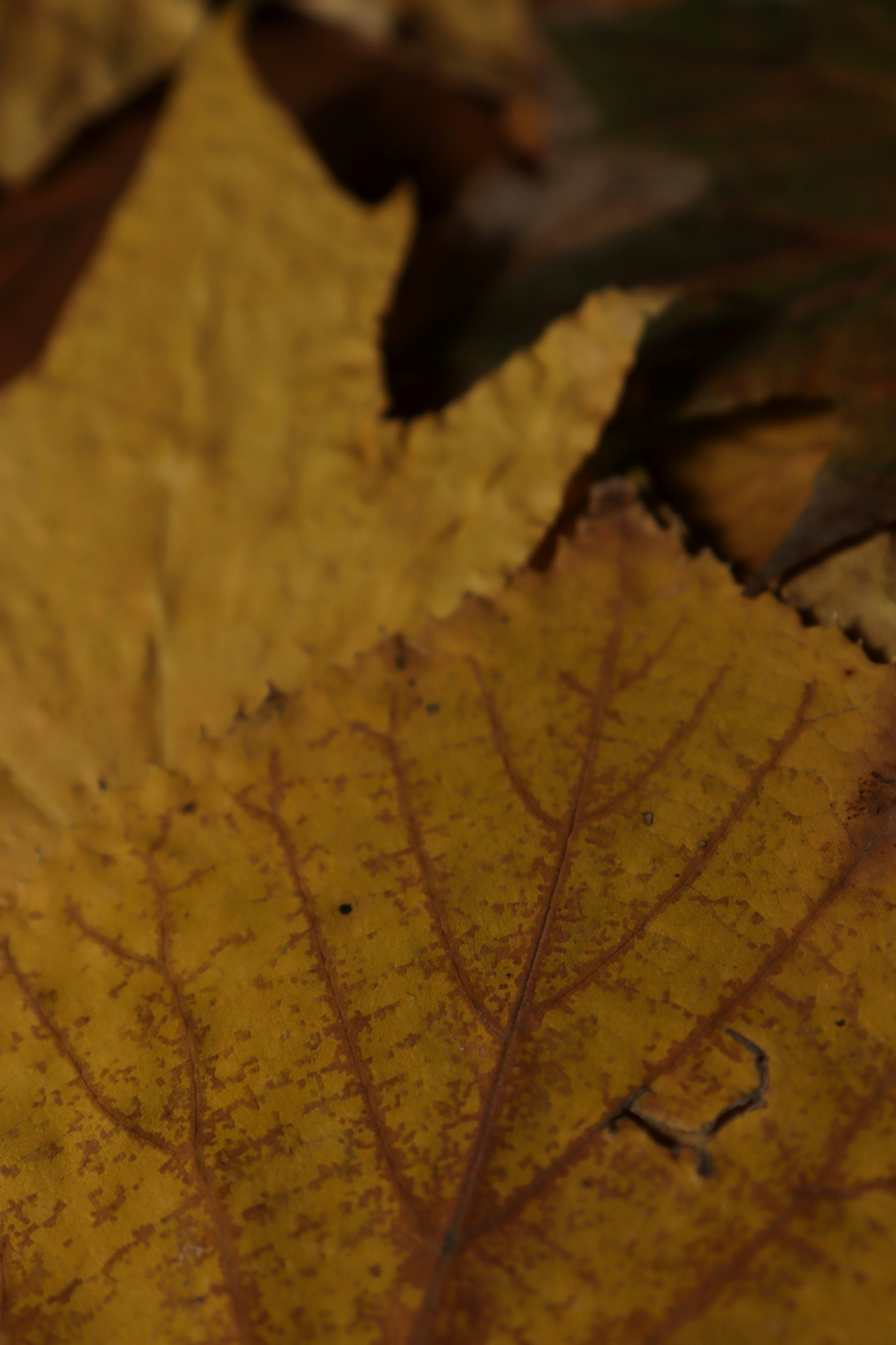 Photo by bored_mongoose