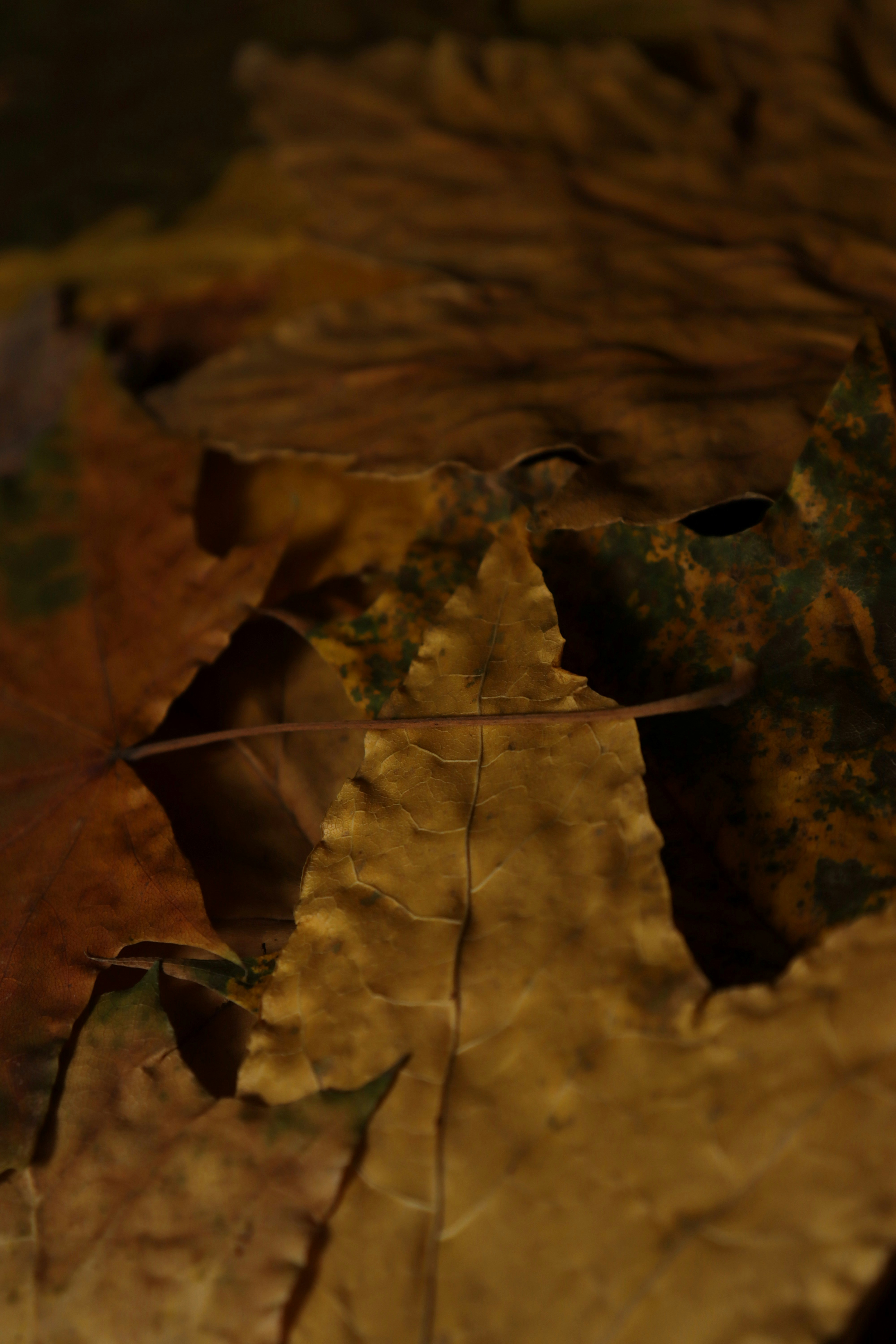 Photo by bored_mongoose