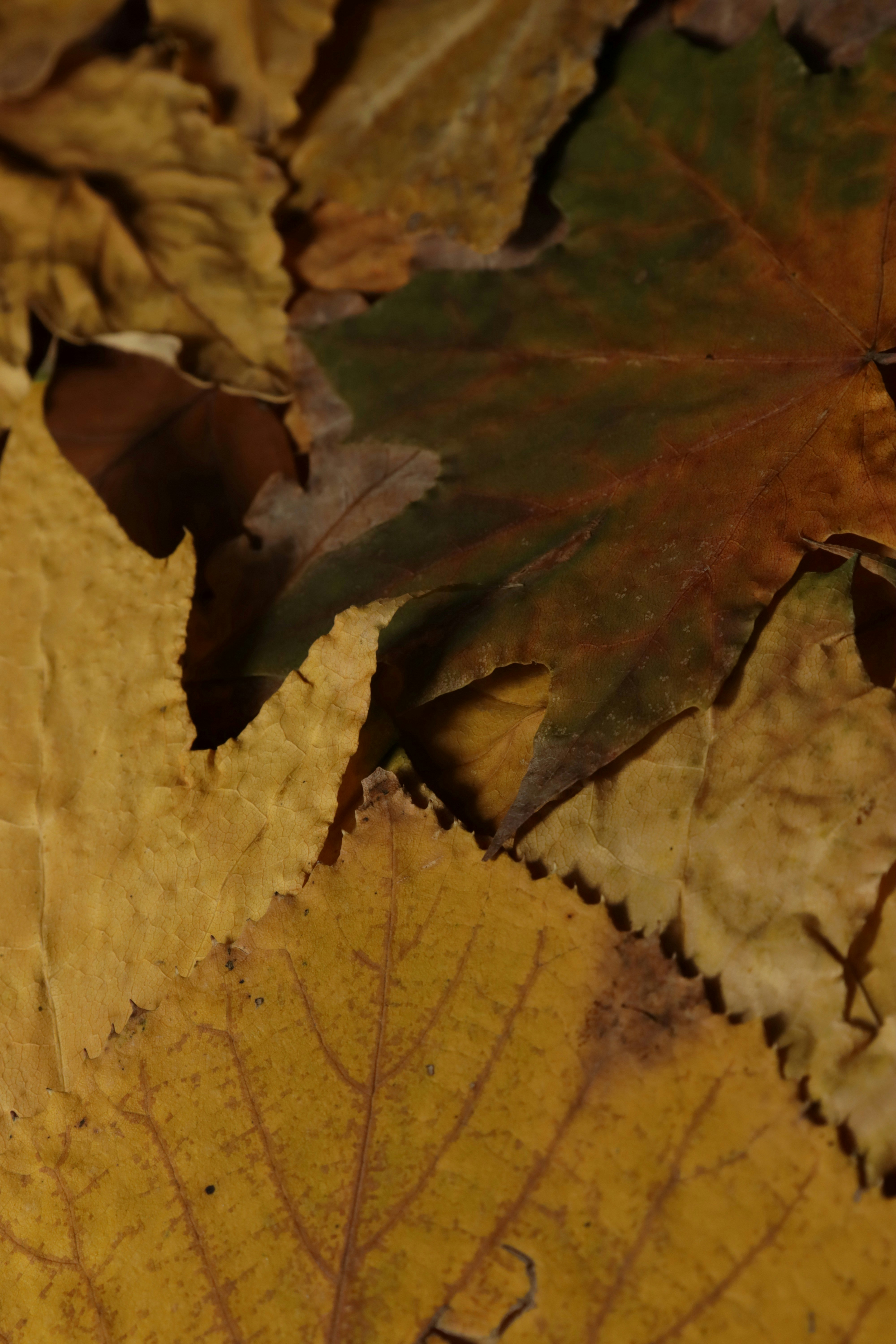 Photo by bored_mongoose