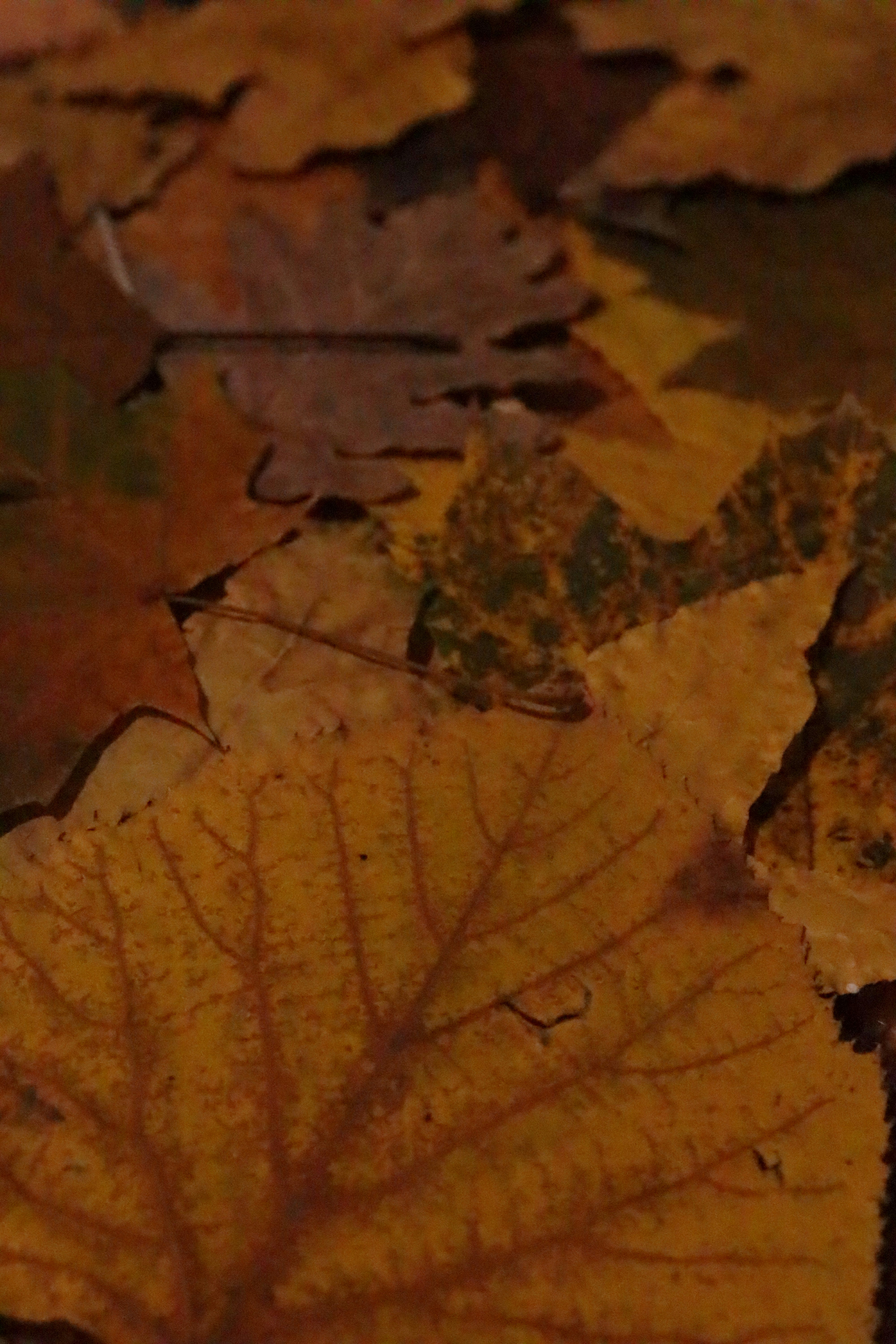 Photo by bored_mongoose