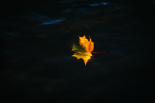 A single yellow maple leaf floats on dark water.