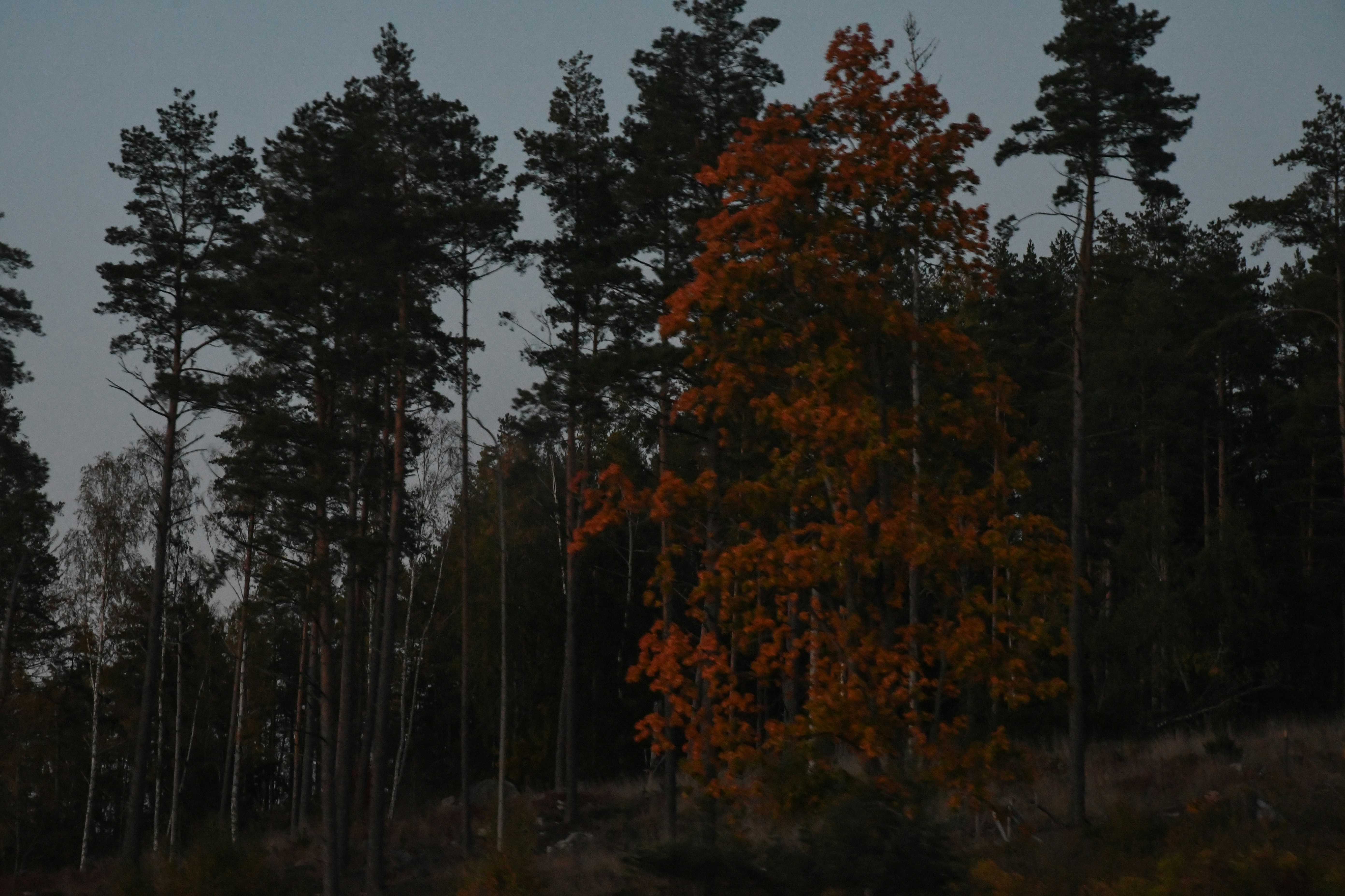 Autumn tree stands out in a dark forest.