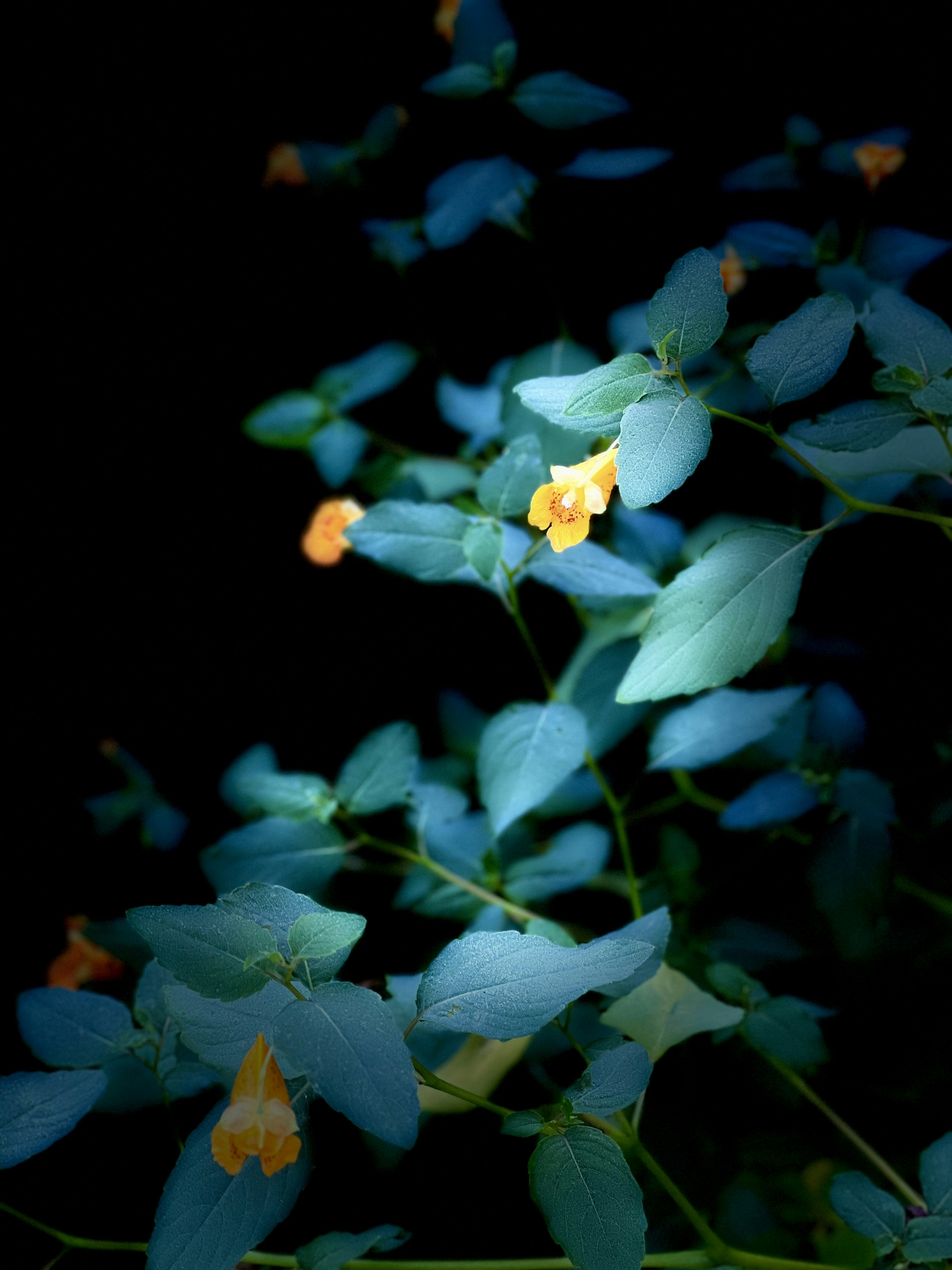 I fiori d'arancio sbocciano su uno sfondo scuro.