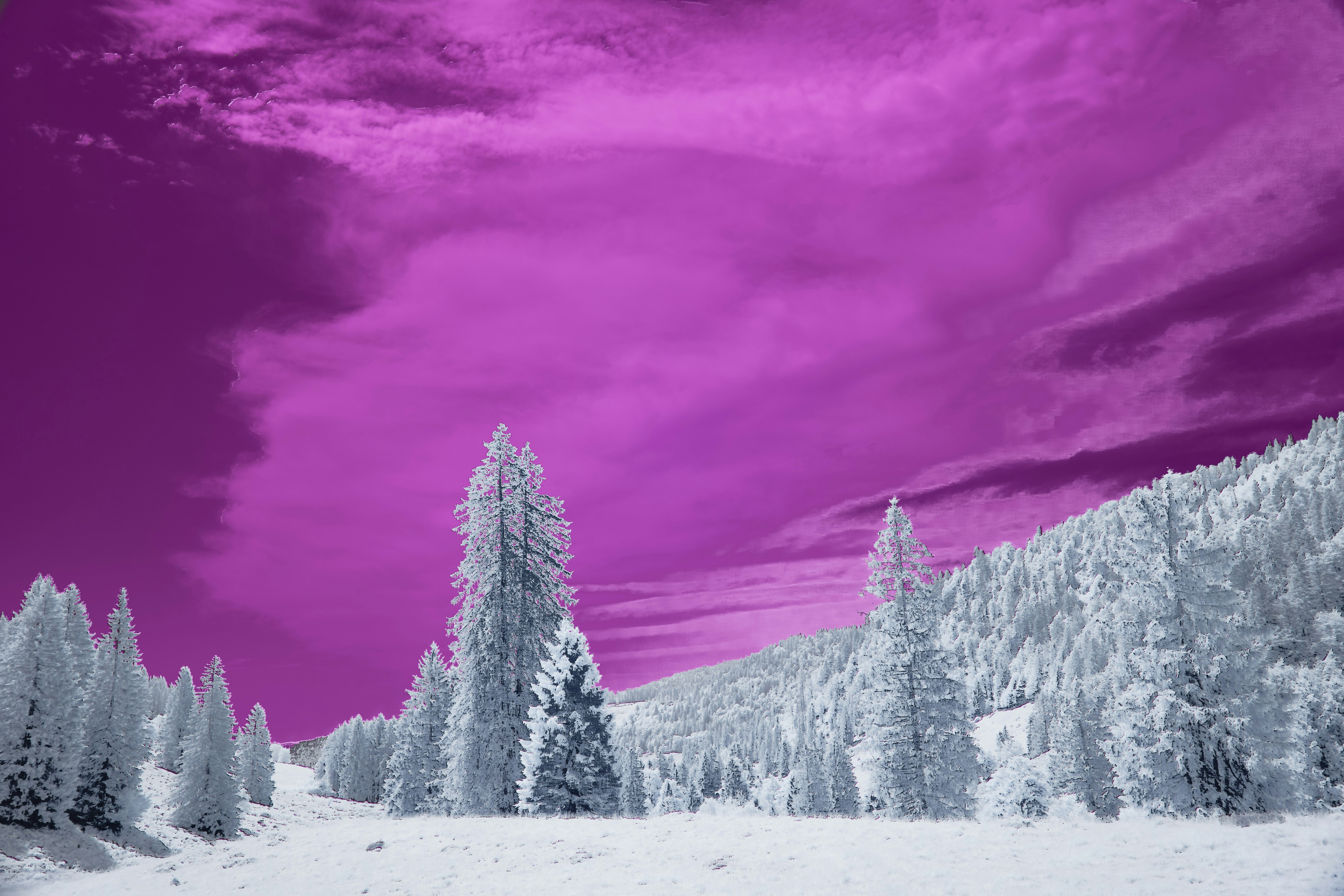 Photo by wolfgang_hasselmann