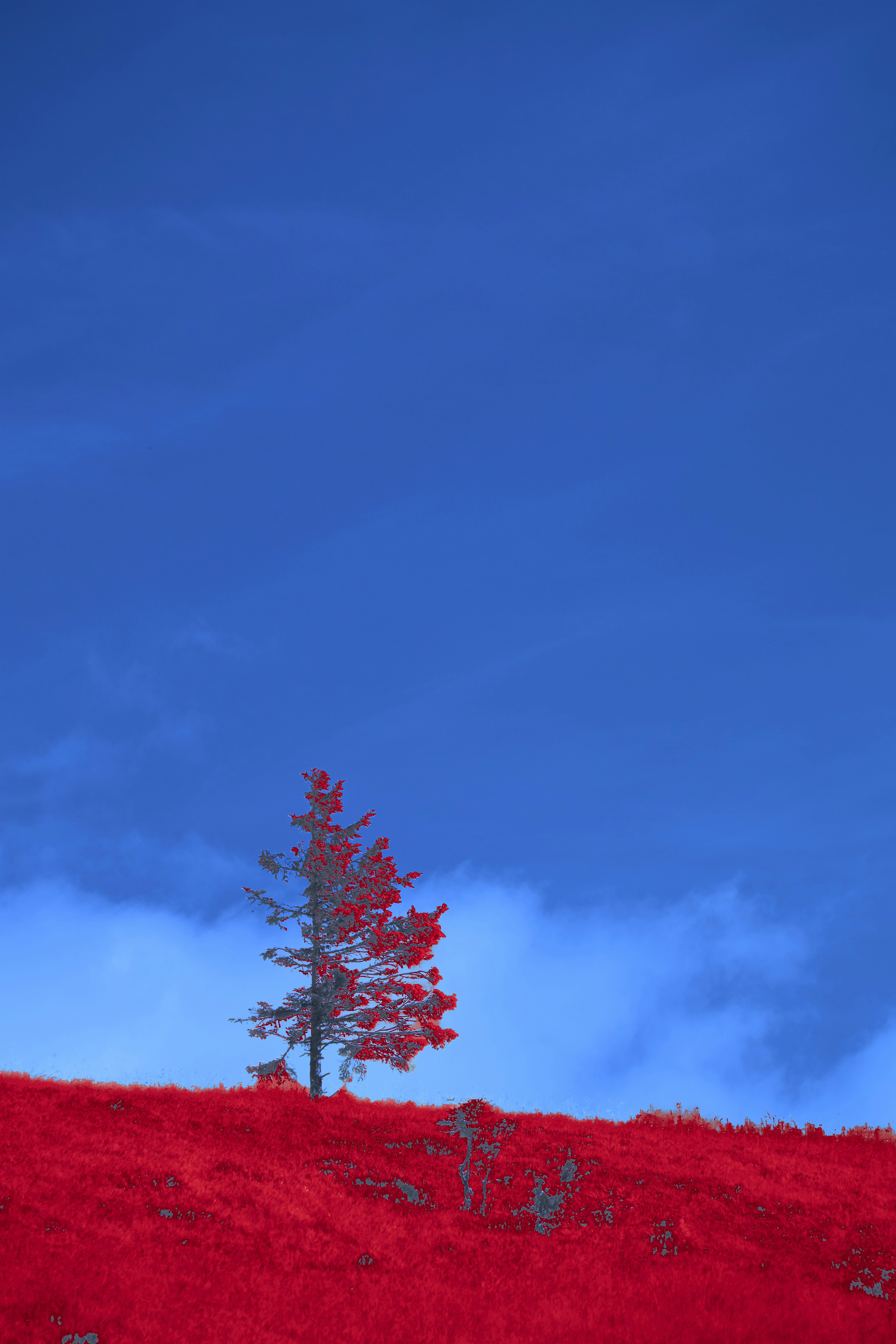 Árbol solitario en una vibrante colina roja bajo un cielo azul