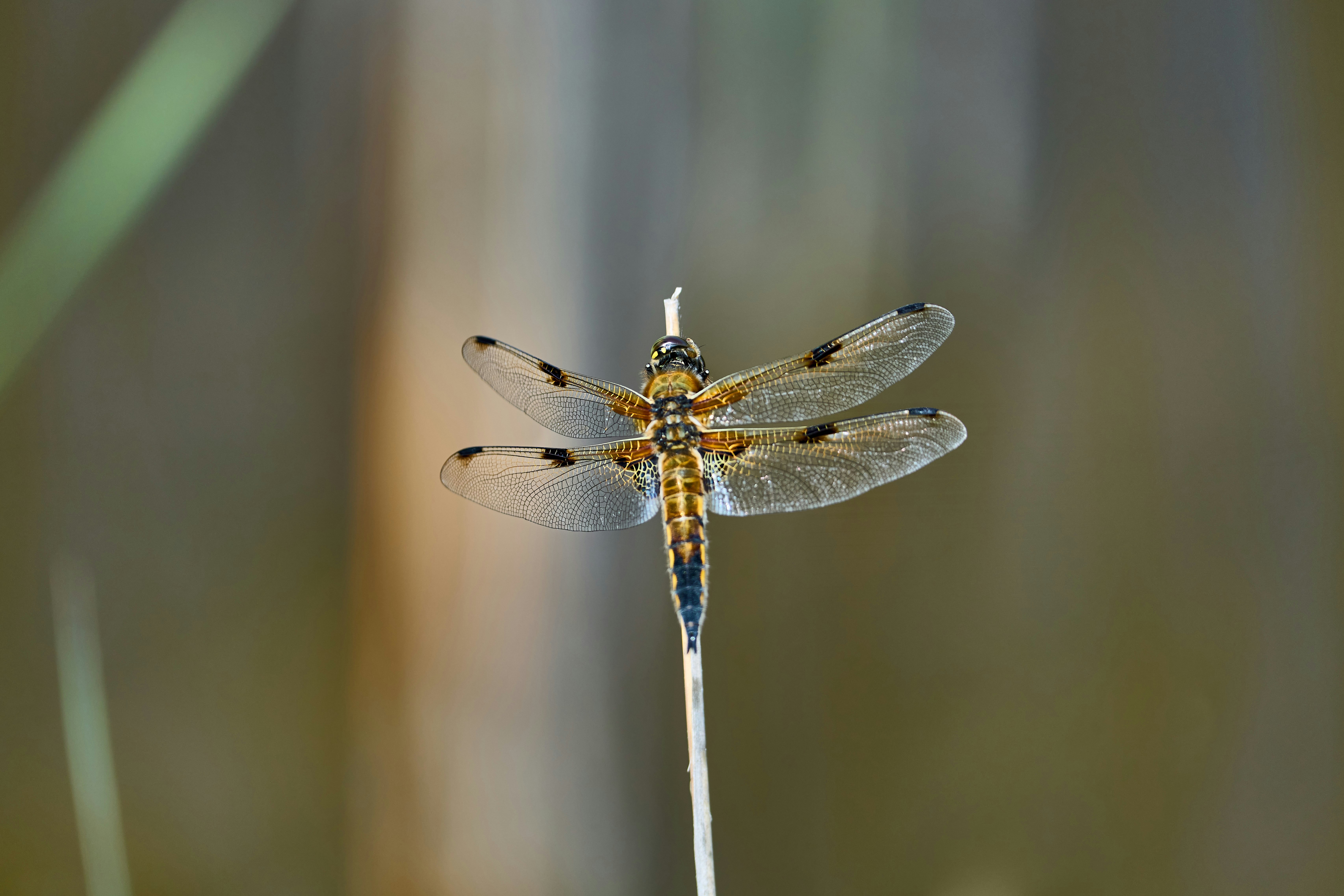 Photo by wolfgang_hasselmann