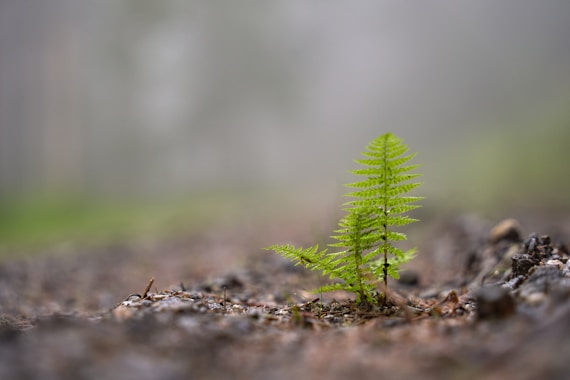 A small green plant growing from the soil.