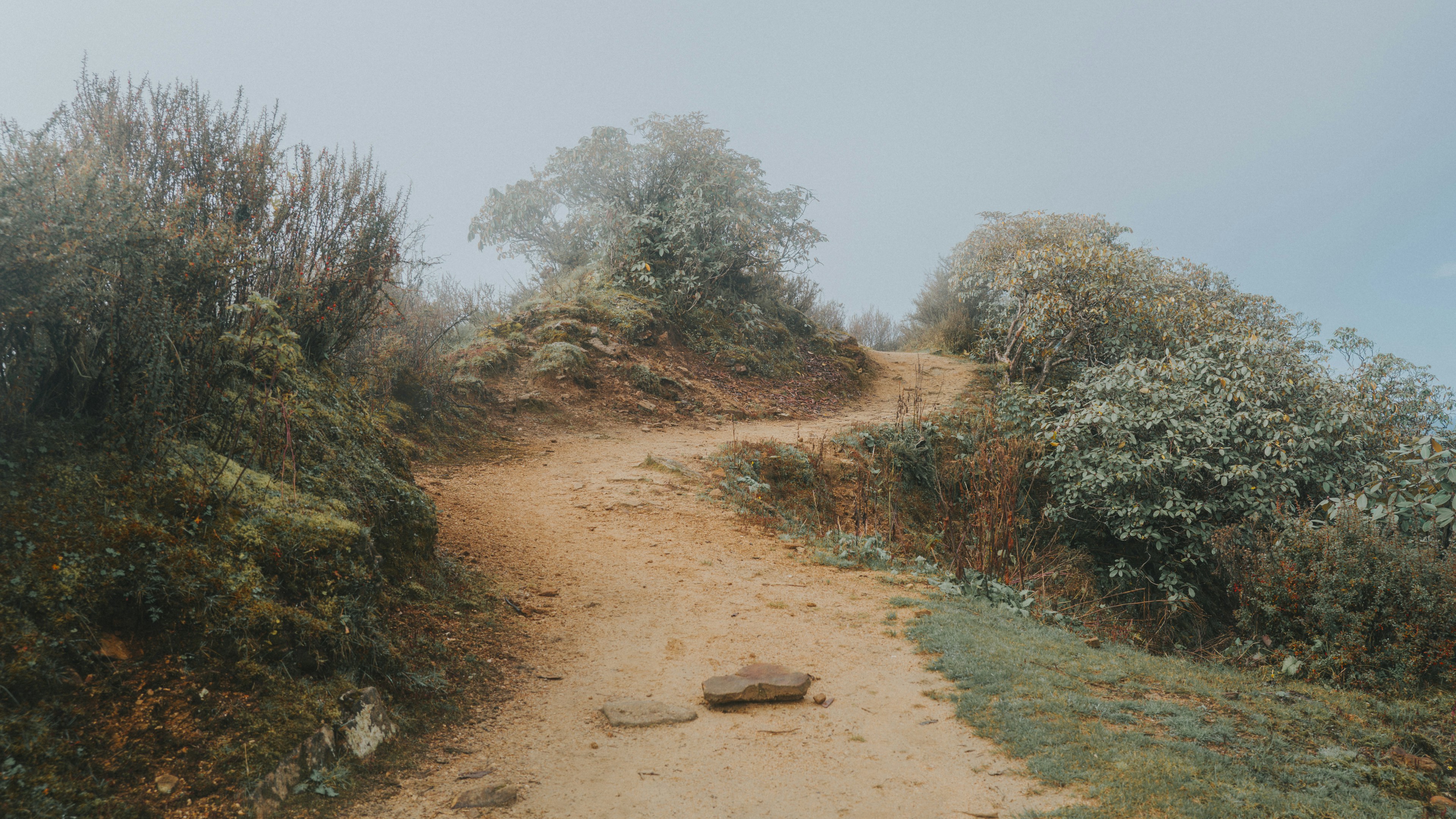 Foggy mountain trail at first light with the path visible ahead