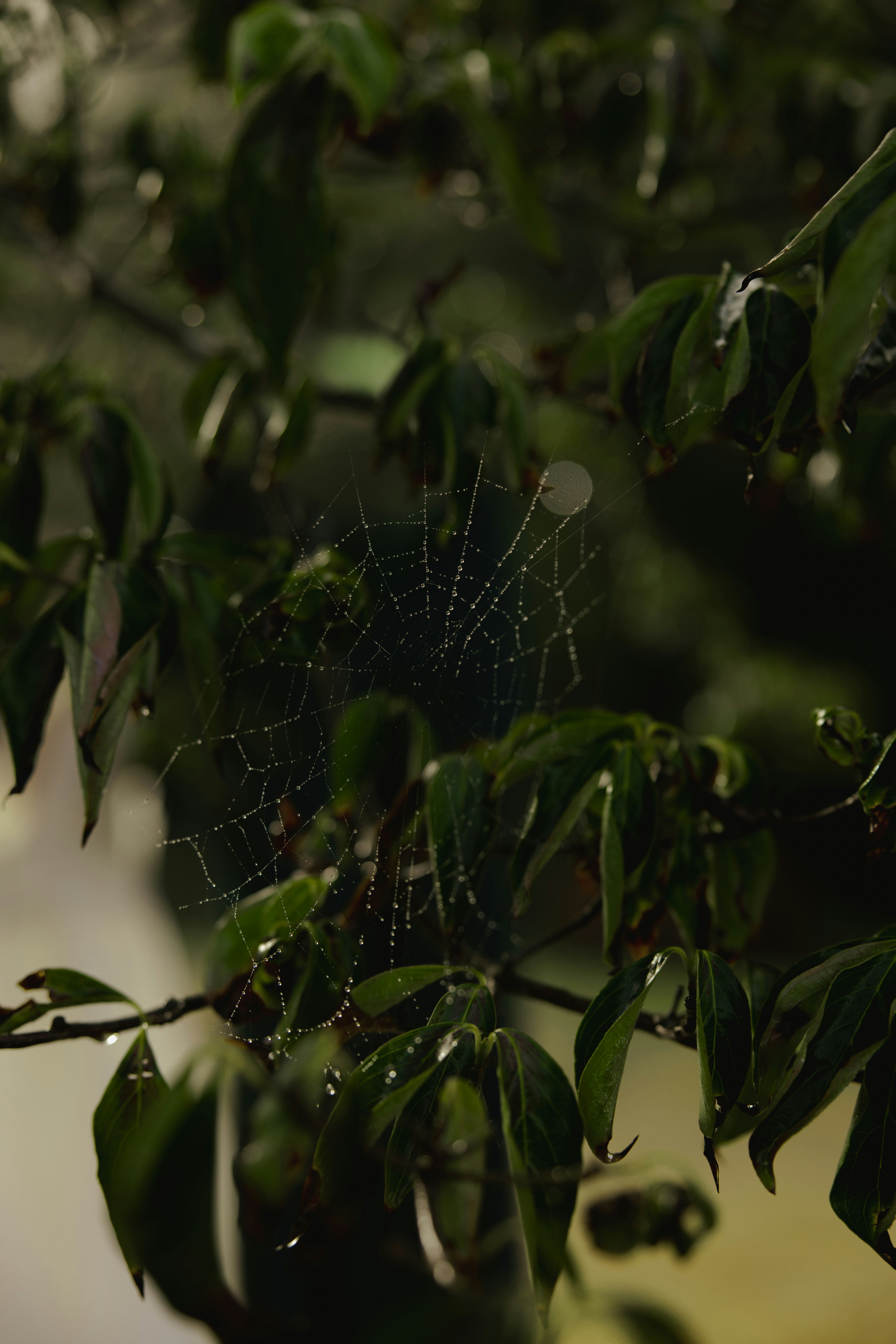 Spiderweb covered in water droplets on a leafy branch.