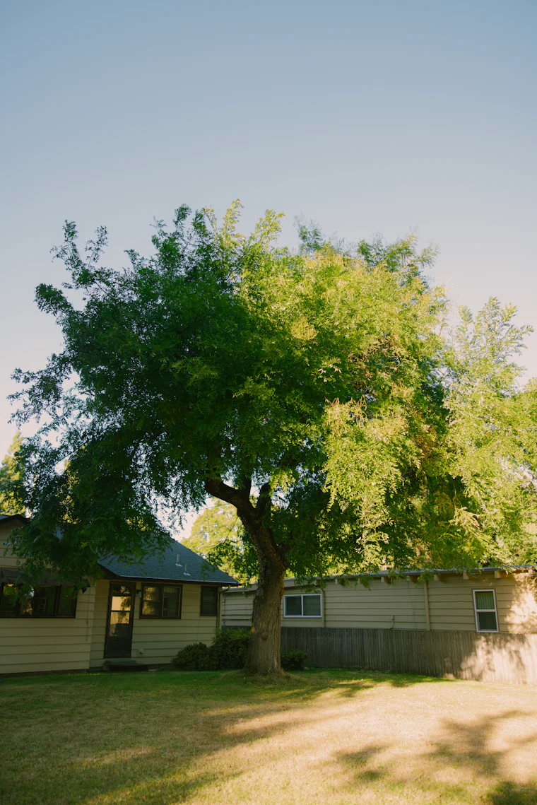 A tidy single-story home with a large shade tree and green lawn
