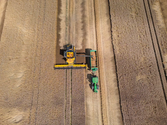 Combine harvester working in a dry wheat field