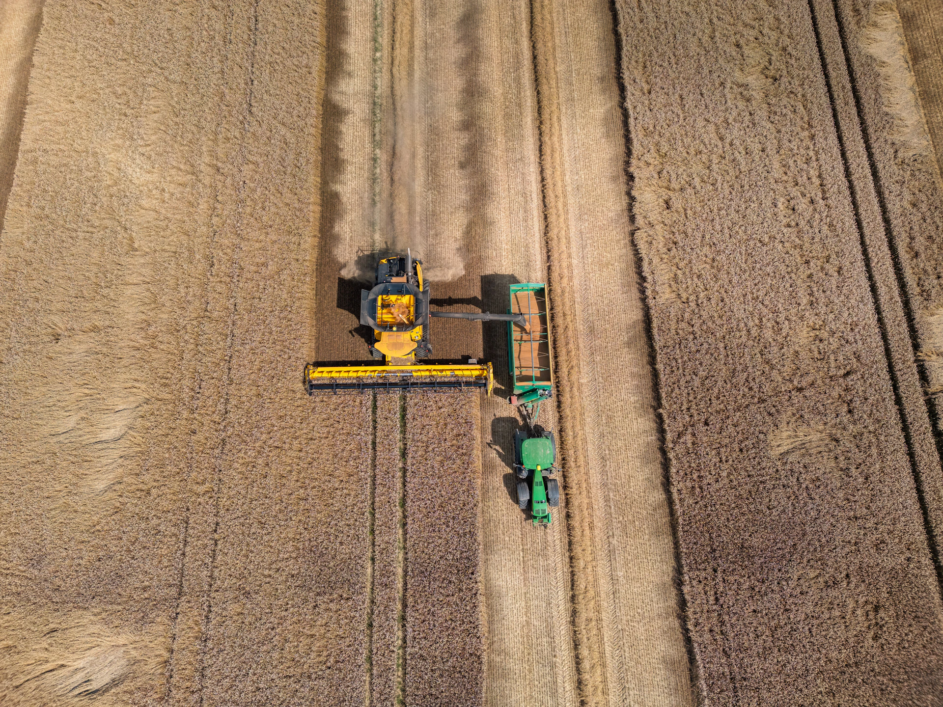 Combine harvester working in a dry wheat field