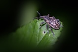 A speckled beetle rests on a green leaf.