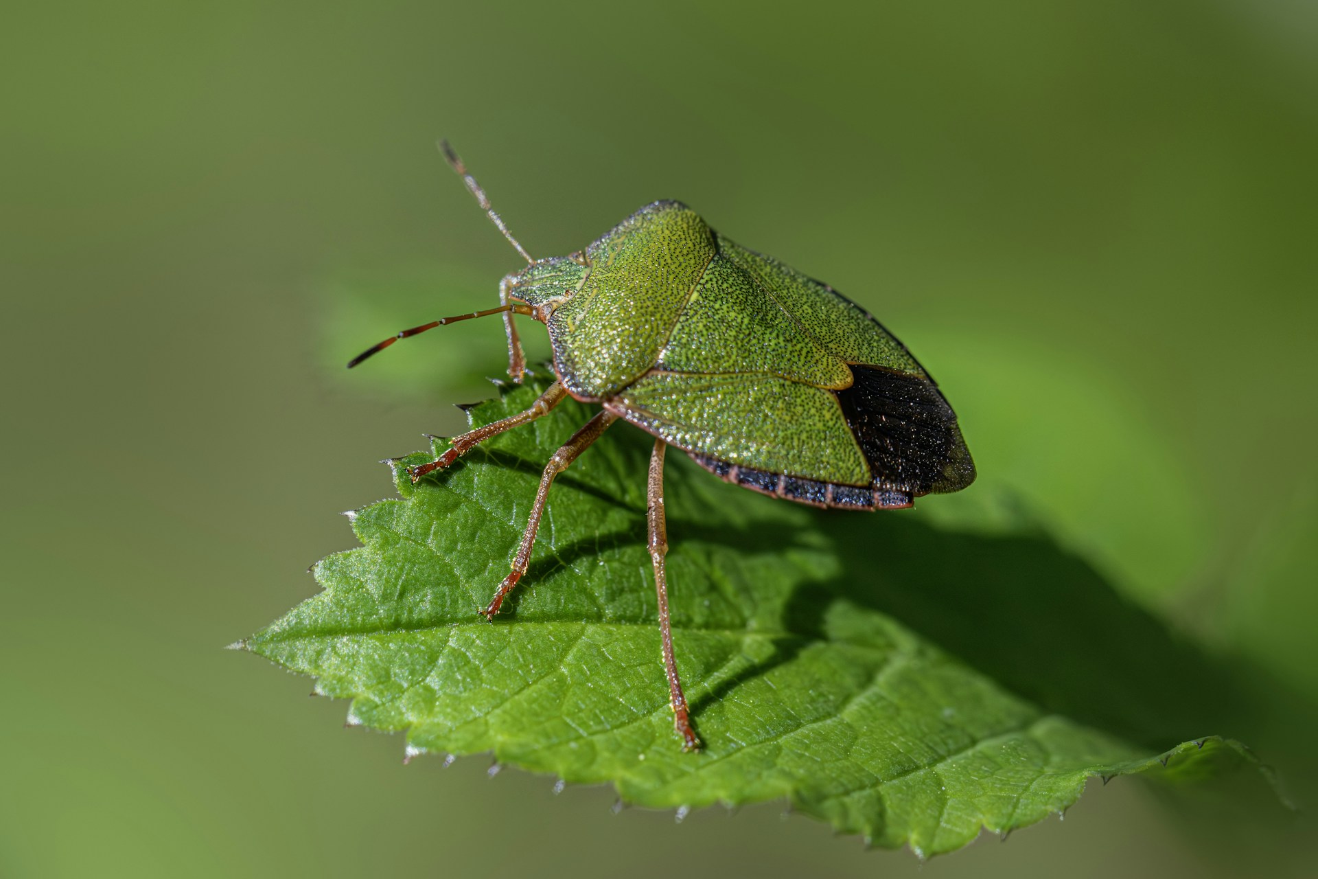 A green shield bug rests on a green leaf.