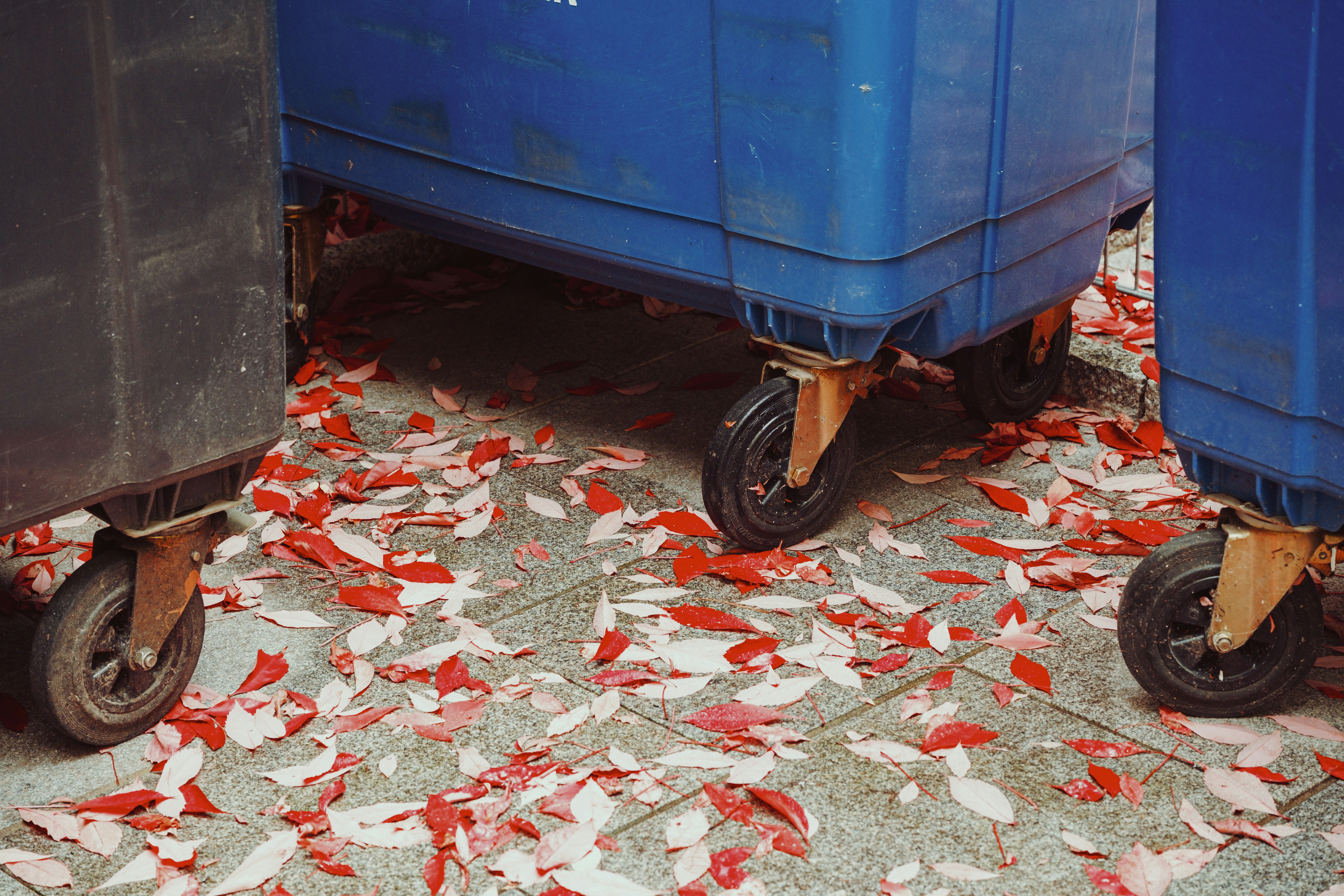 Blue trash bins on a sidewalk with fallen leaves.