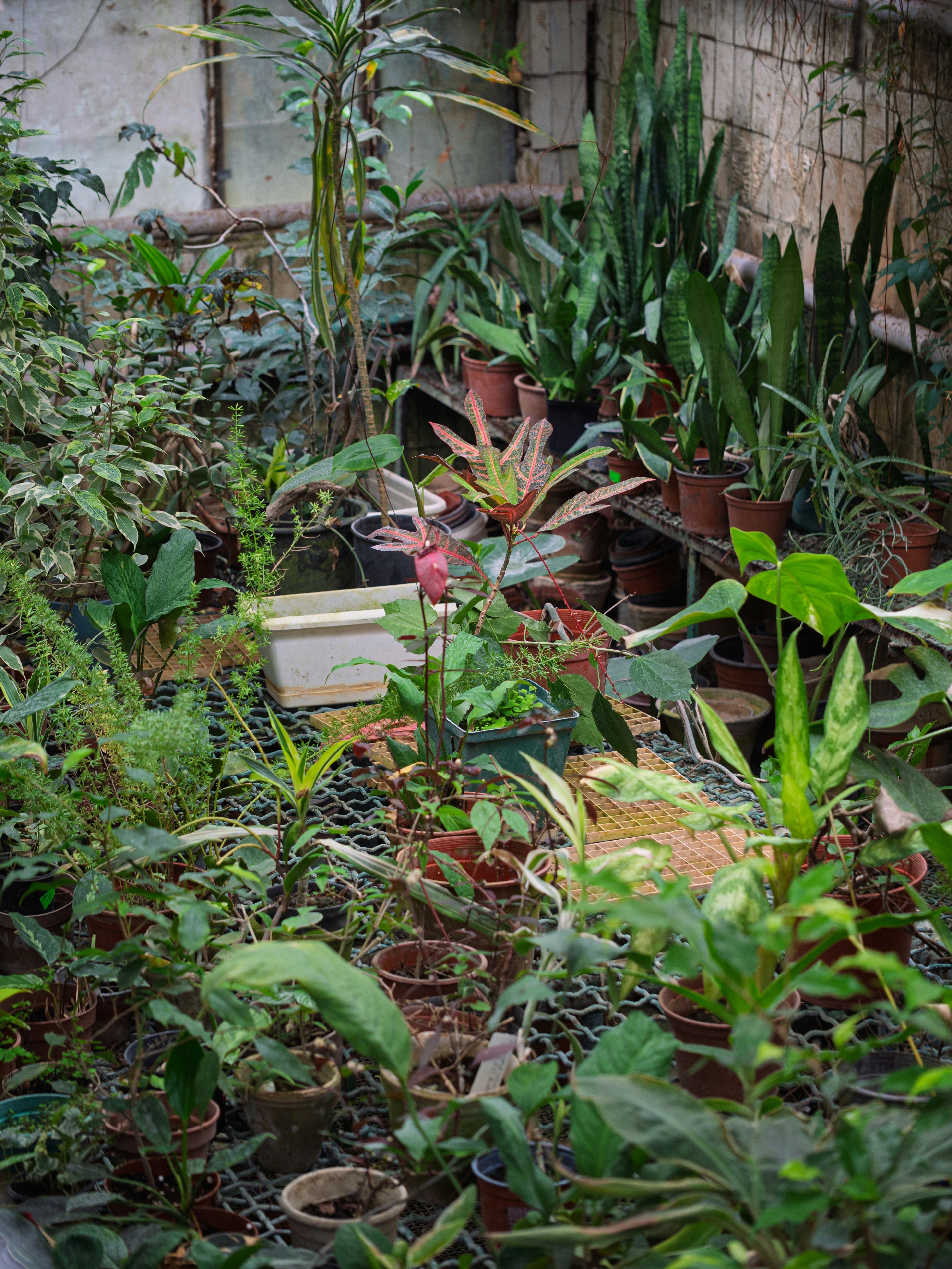 A variety of potted plants in a greenhouse.