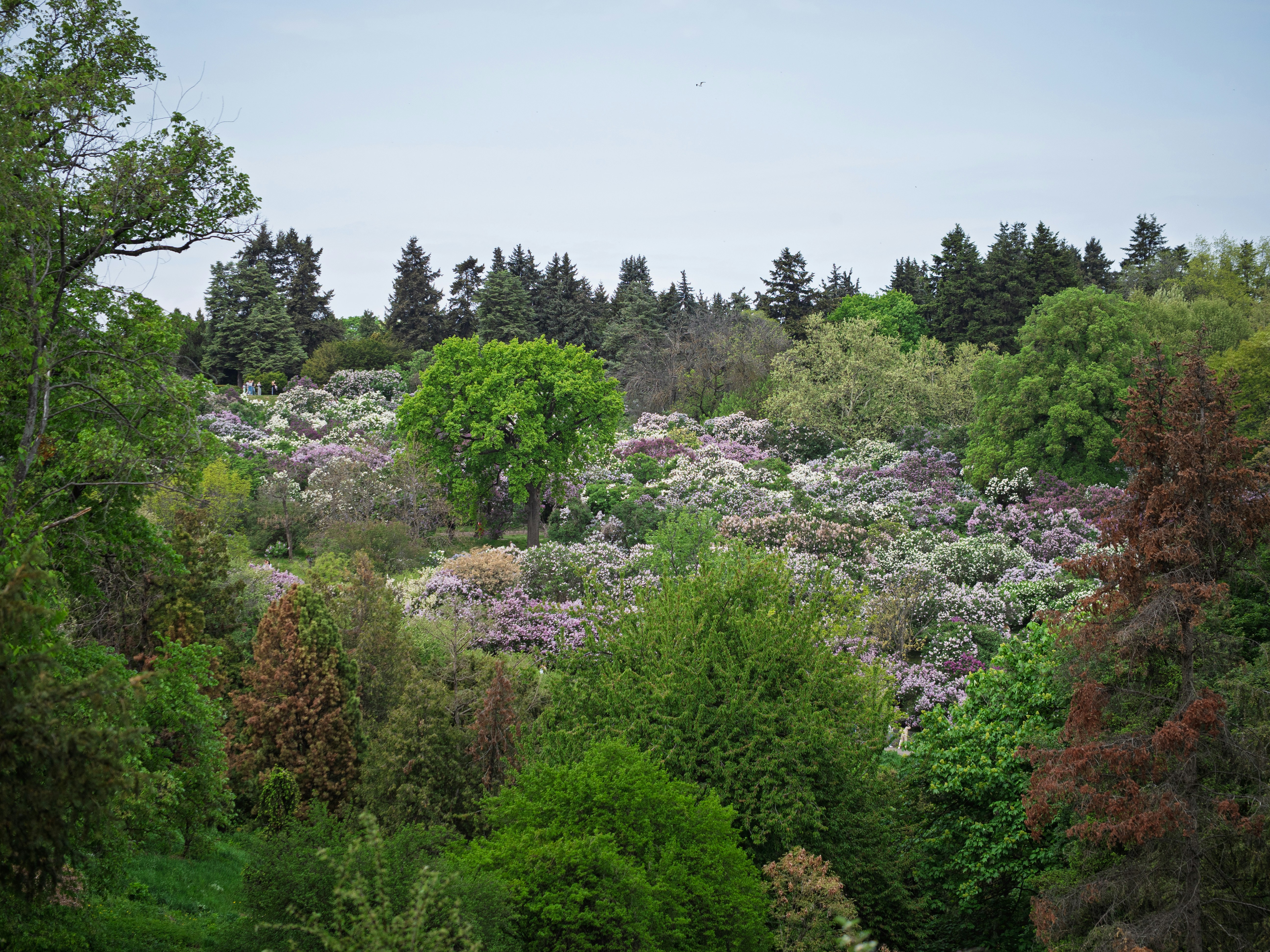 Shattuck Arboretum