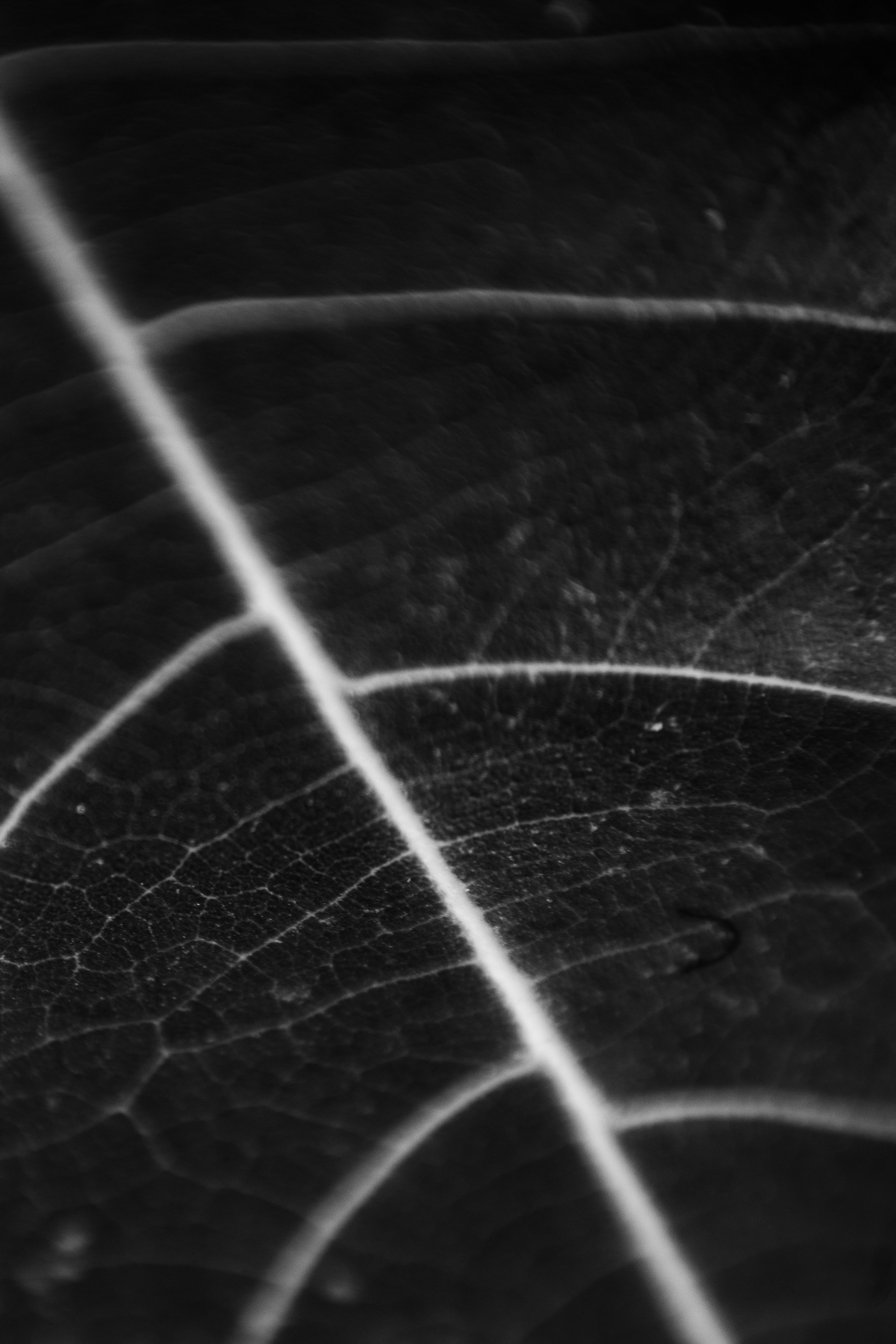 Photo by raphaelbrasileiro