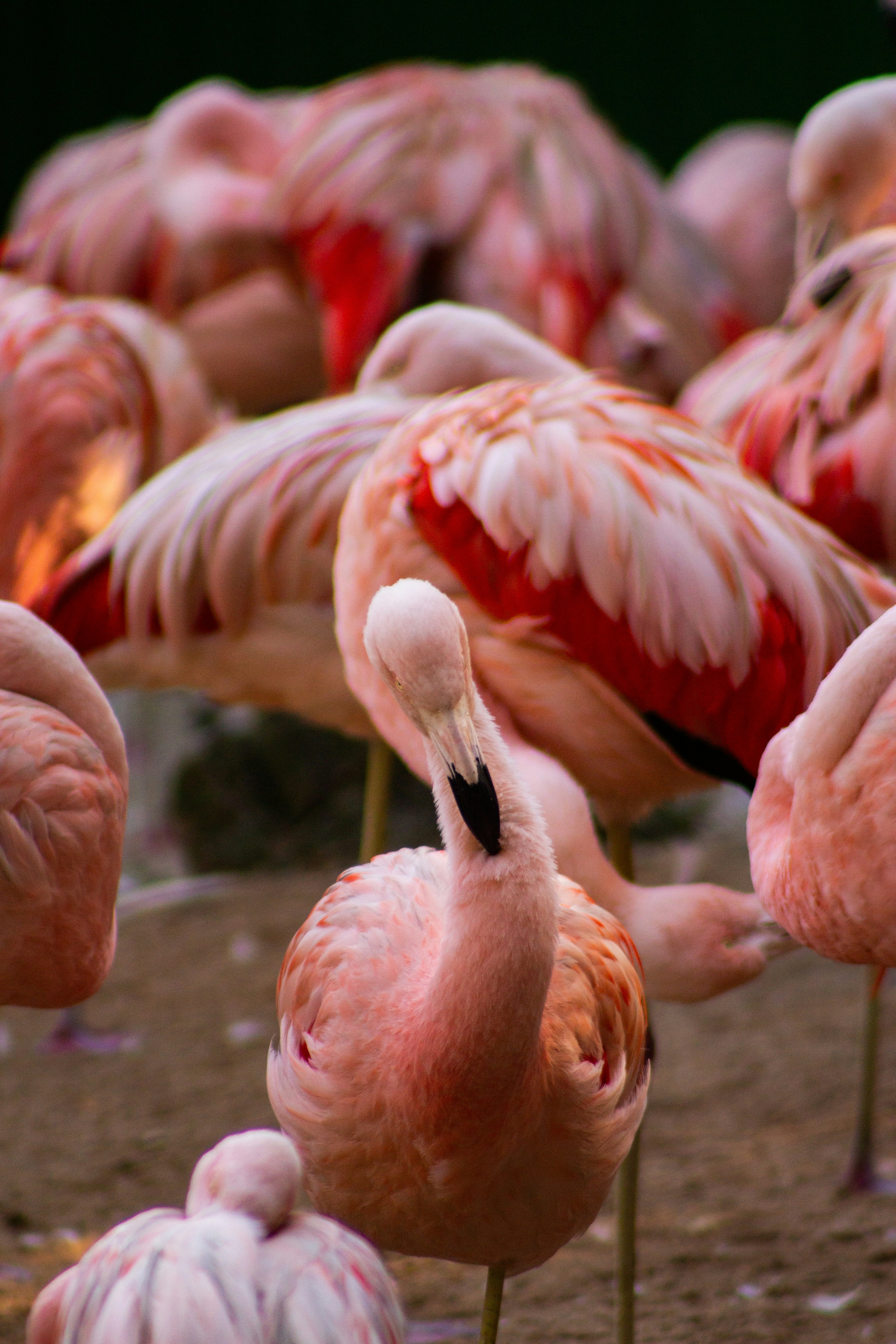Una bandada de flamencos rosados se reunió.