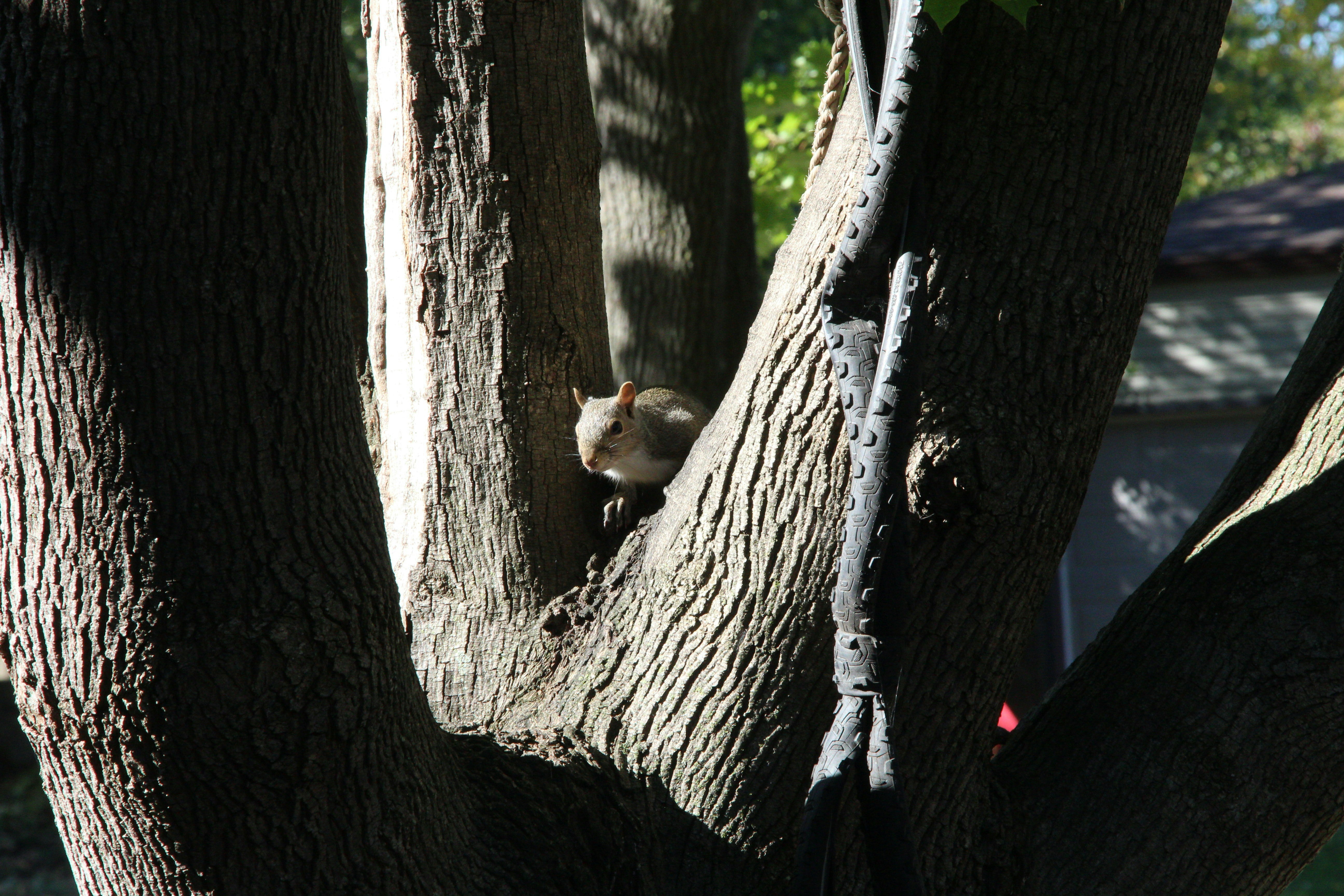 Photo by squirrelographer