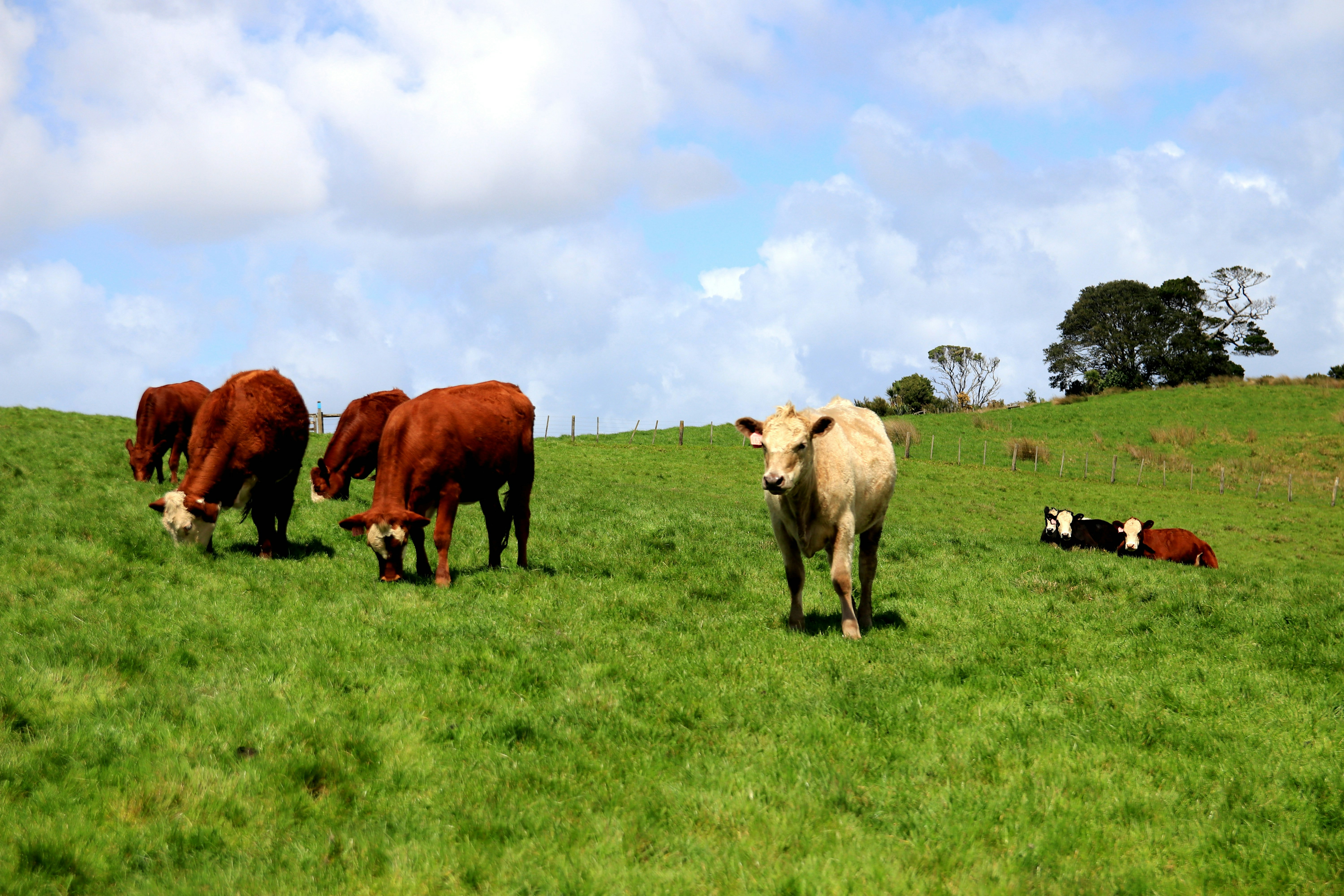 Cattle grazing on open pasture at Rural Valley Farms in Butler County Pennsylvania