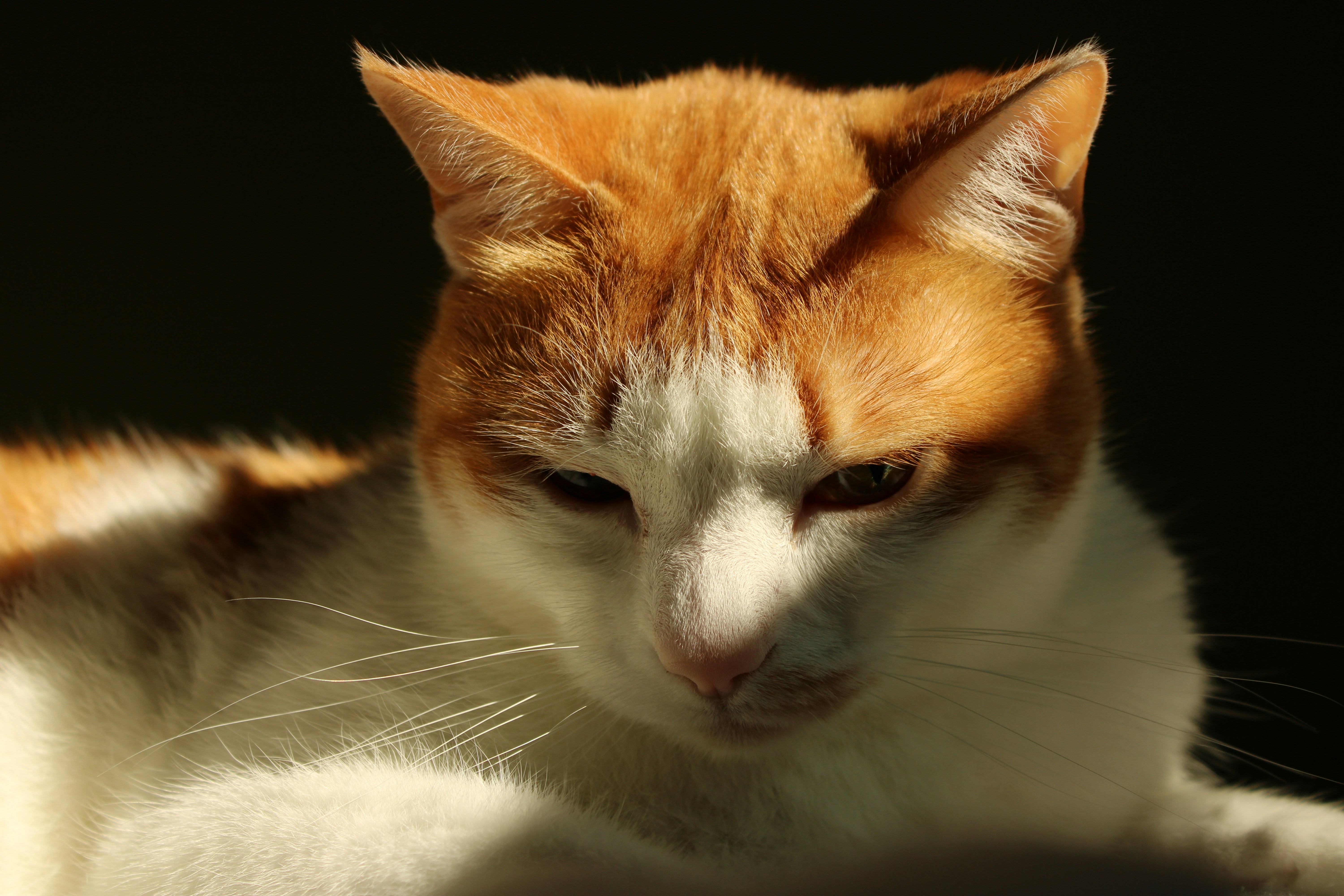 Close-up of an orange and white cat with alert eyes