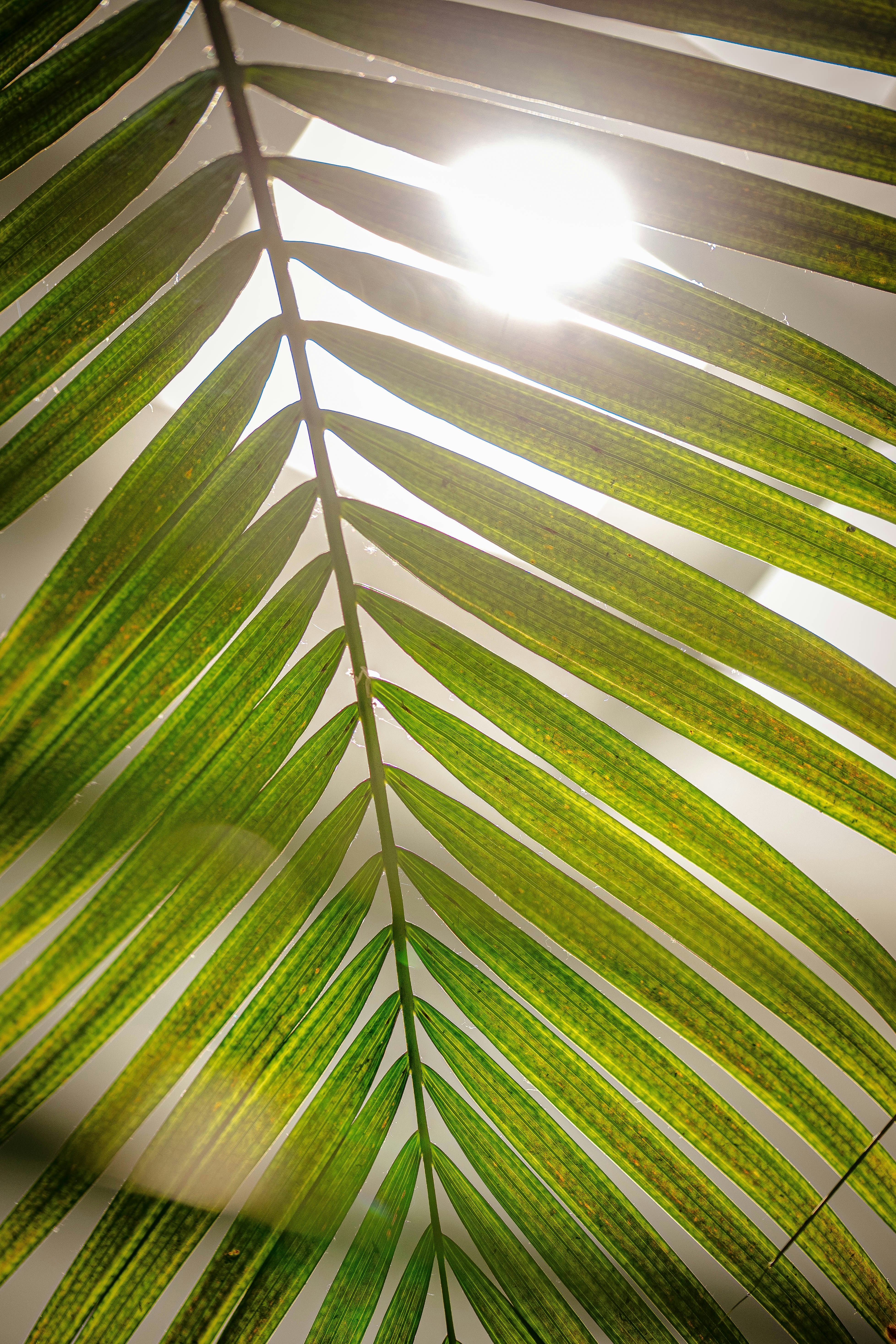 Das Sonnenlicht scheint durch ein leuchtend grünes Palmblatt.