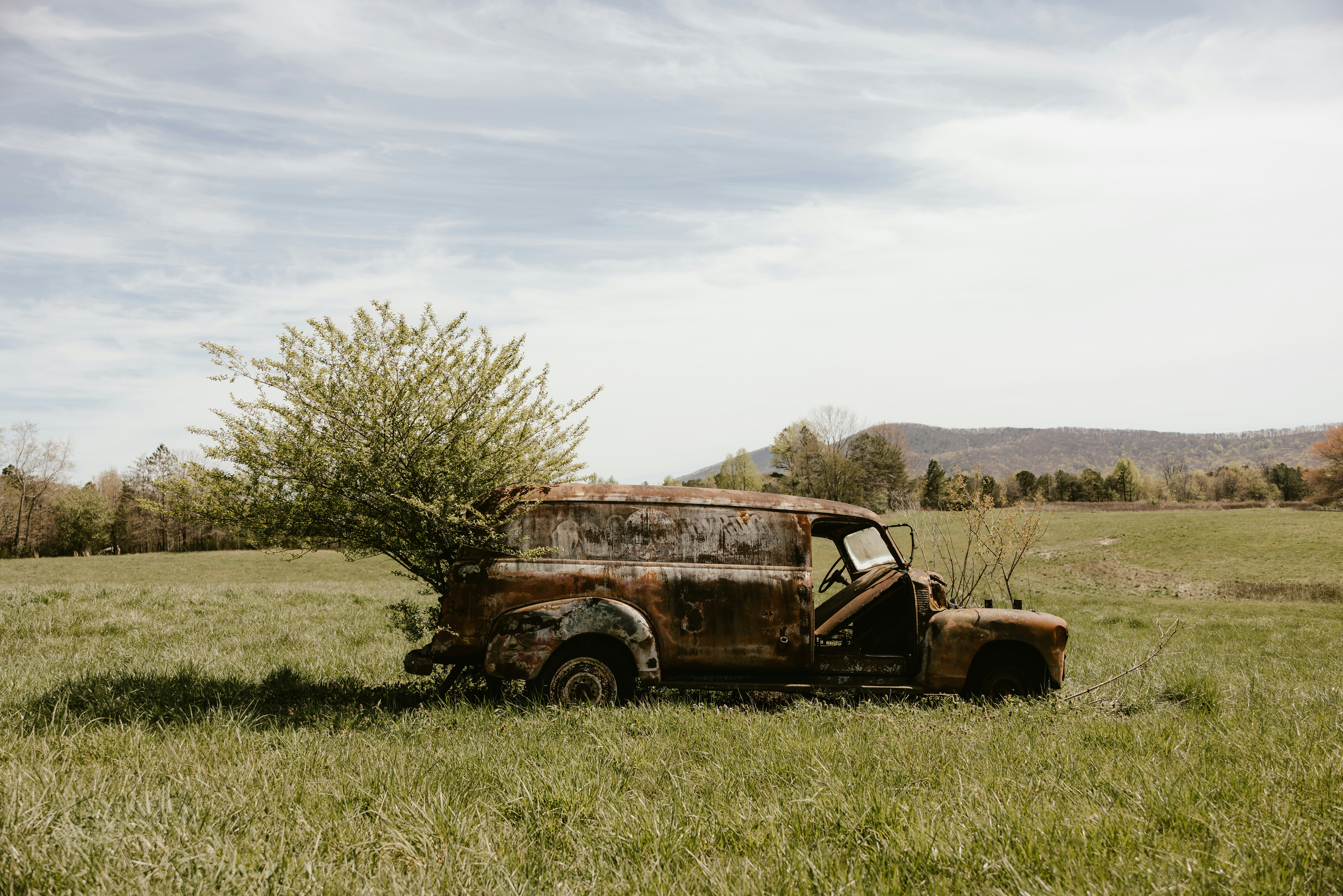 Abandoned rusty truck with tree growing through it