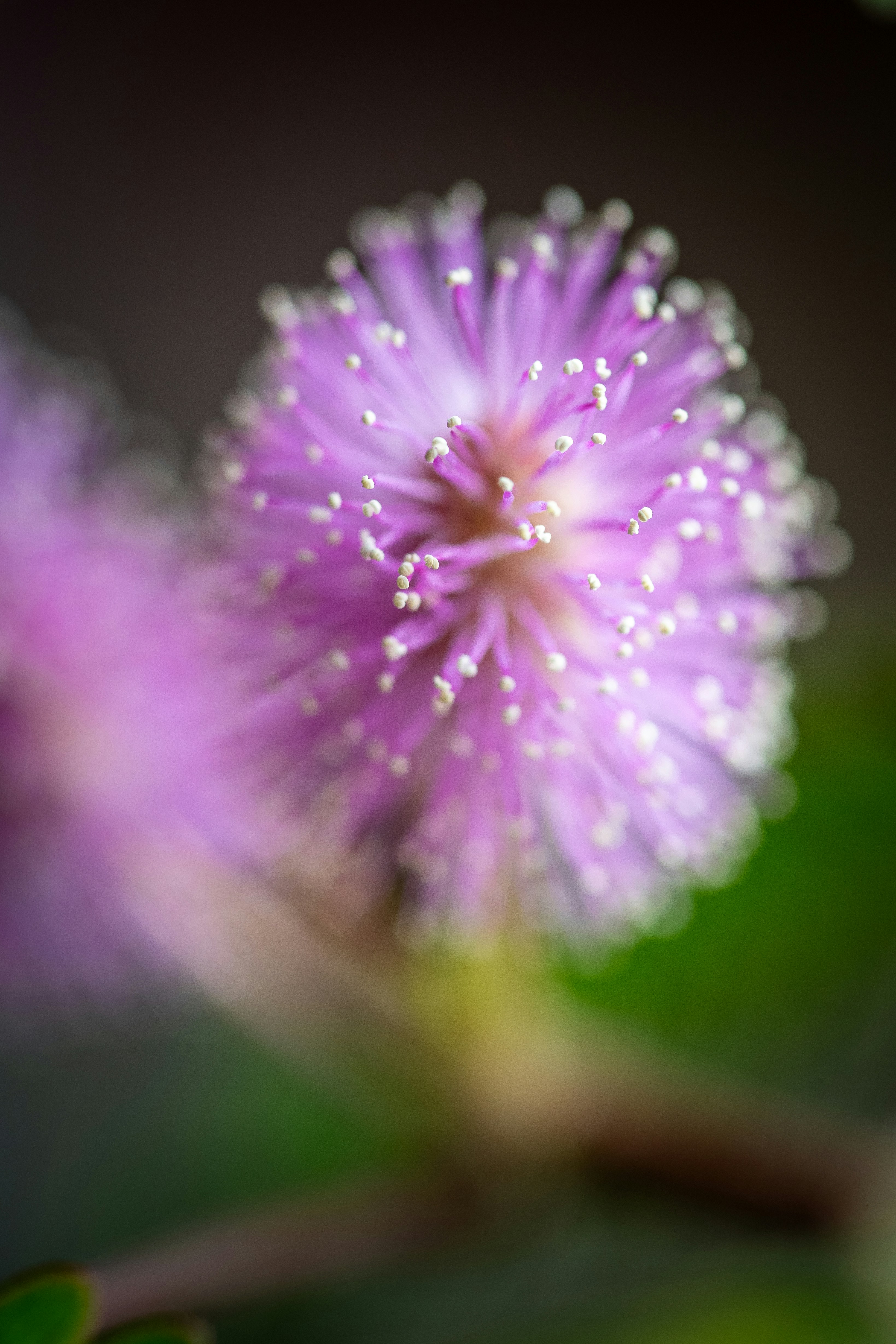 Nahaufnahme einer flauschigen rosa Blume mit weißen Spitzen.