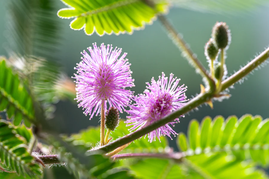 Mimosa pudica — feuilles et fleur rose, Winston Chen / Unsplash