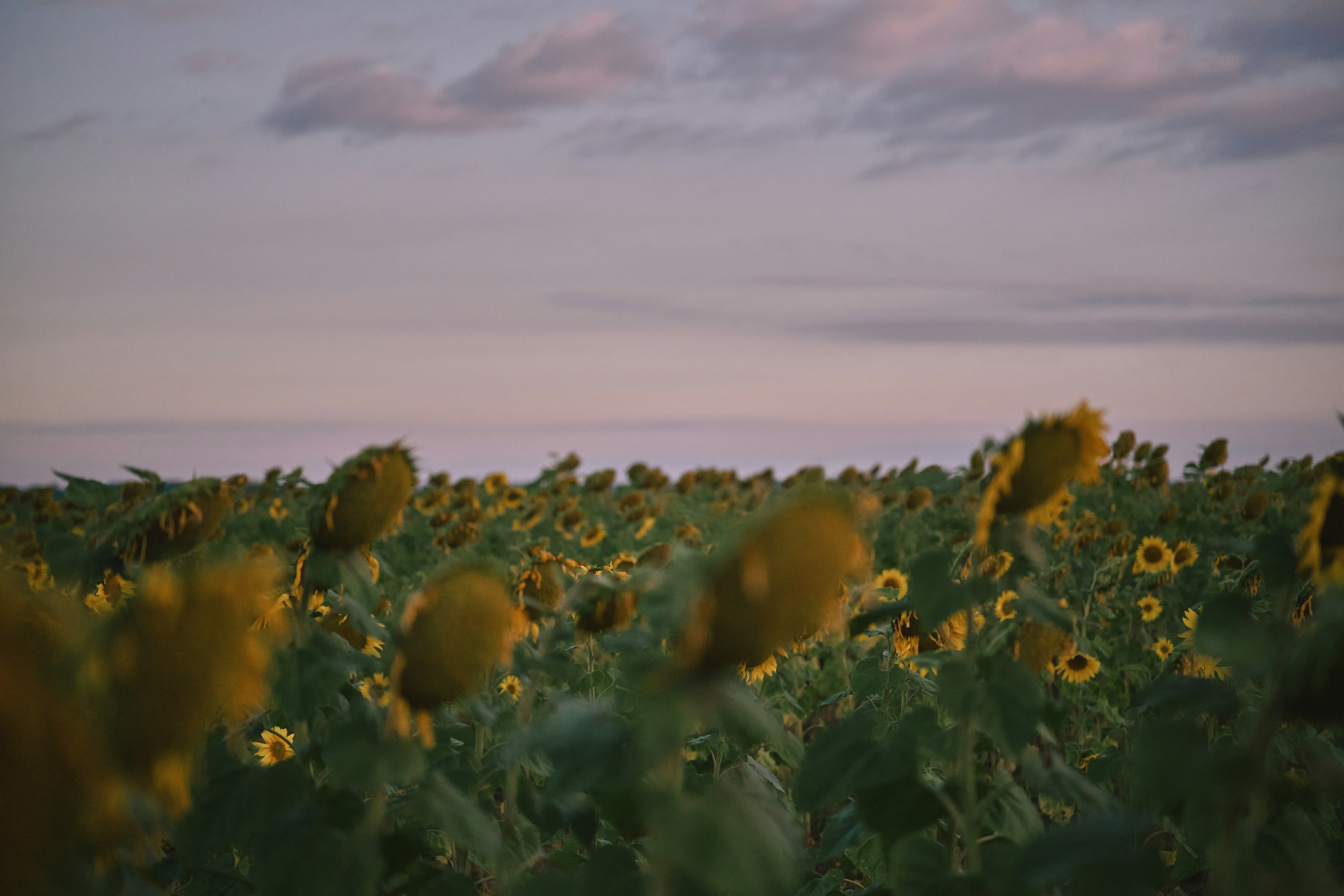Field of sunflowers under a pastel sky