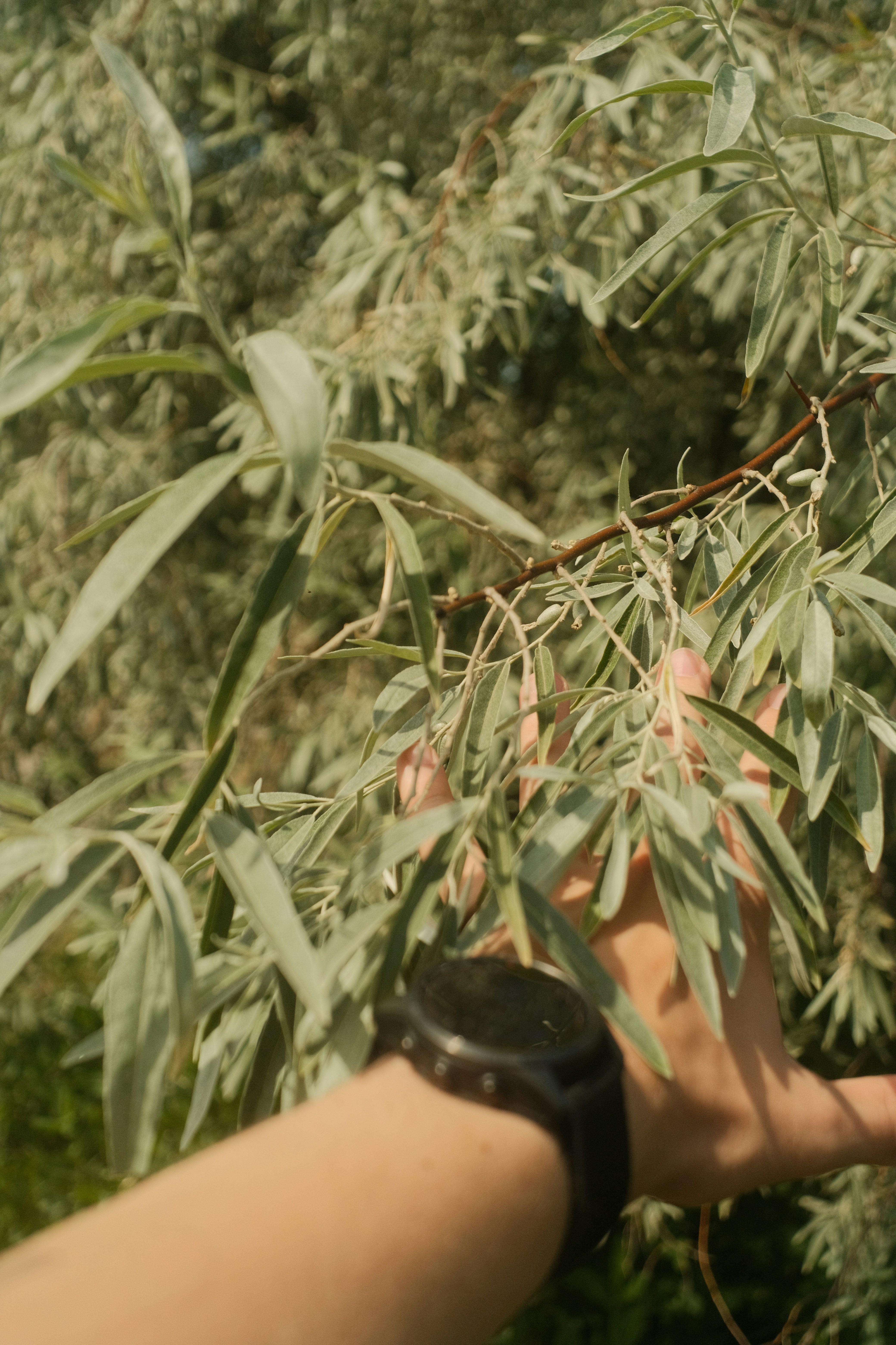 A hand reaching towards a leafy branch