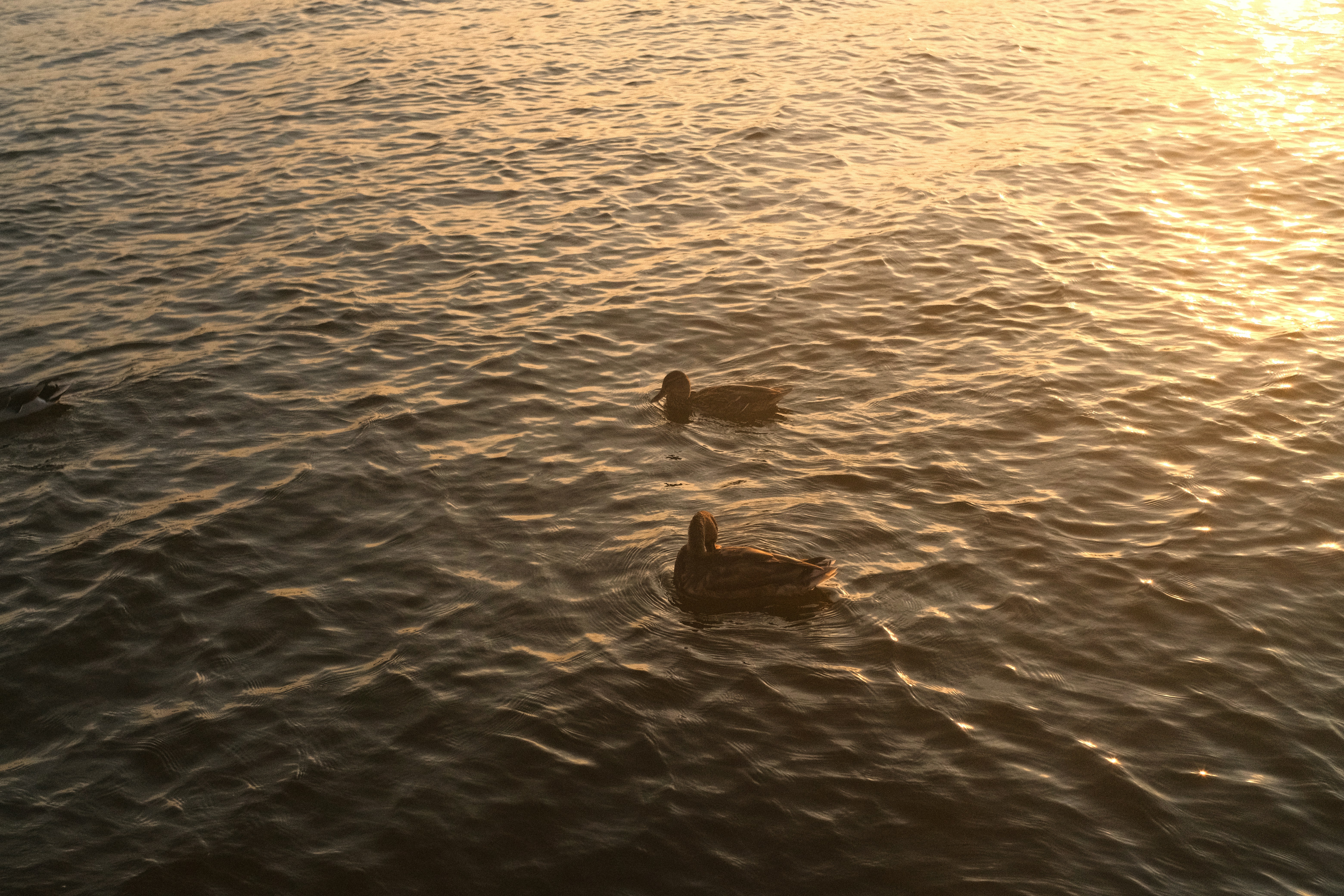 Two ducks swimming in calm water at sunset.