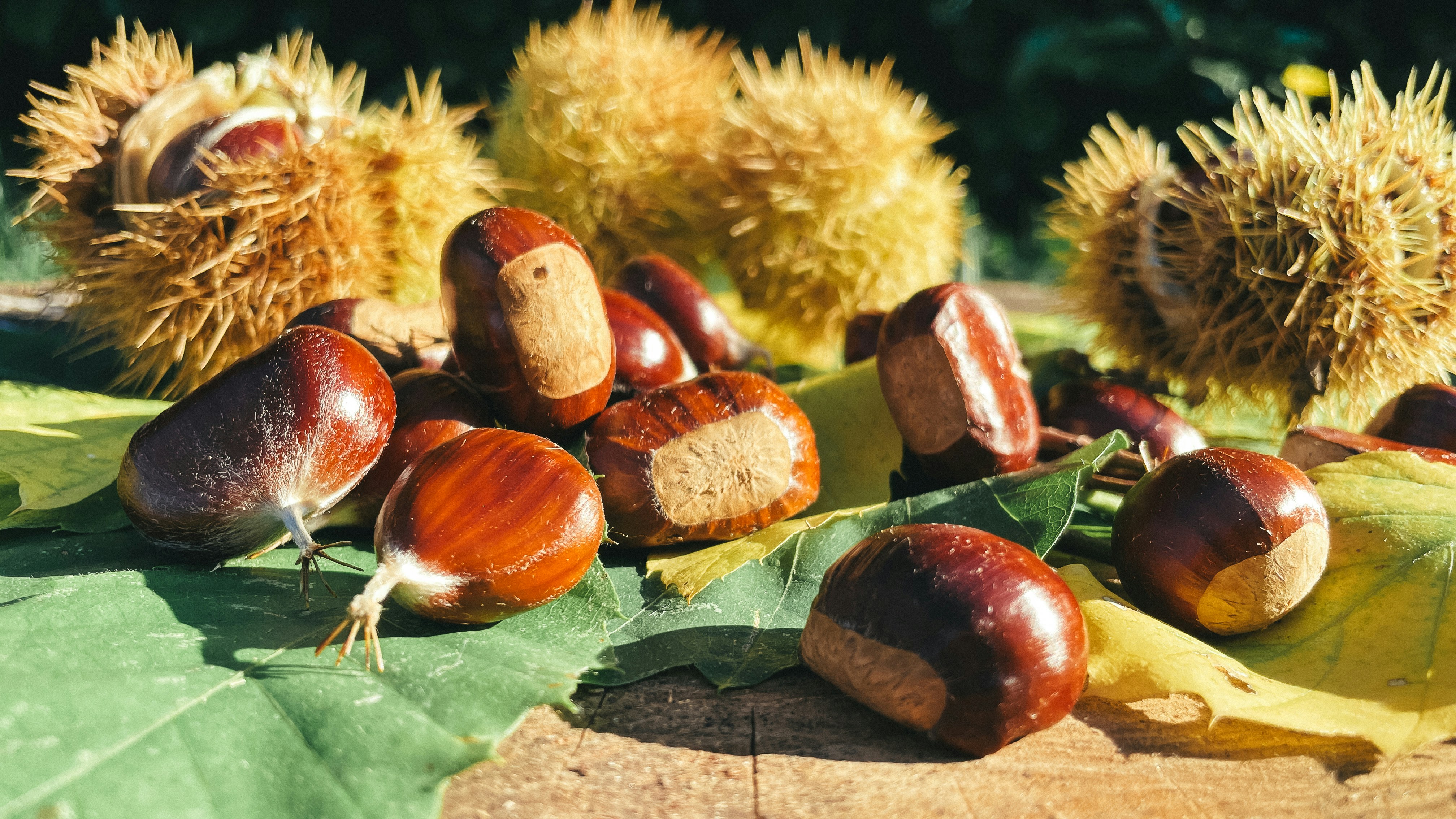 Chestnuts and spiky husks on autumn leaves.