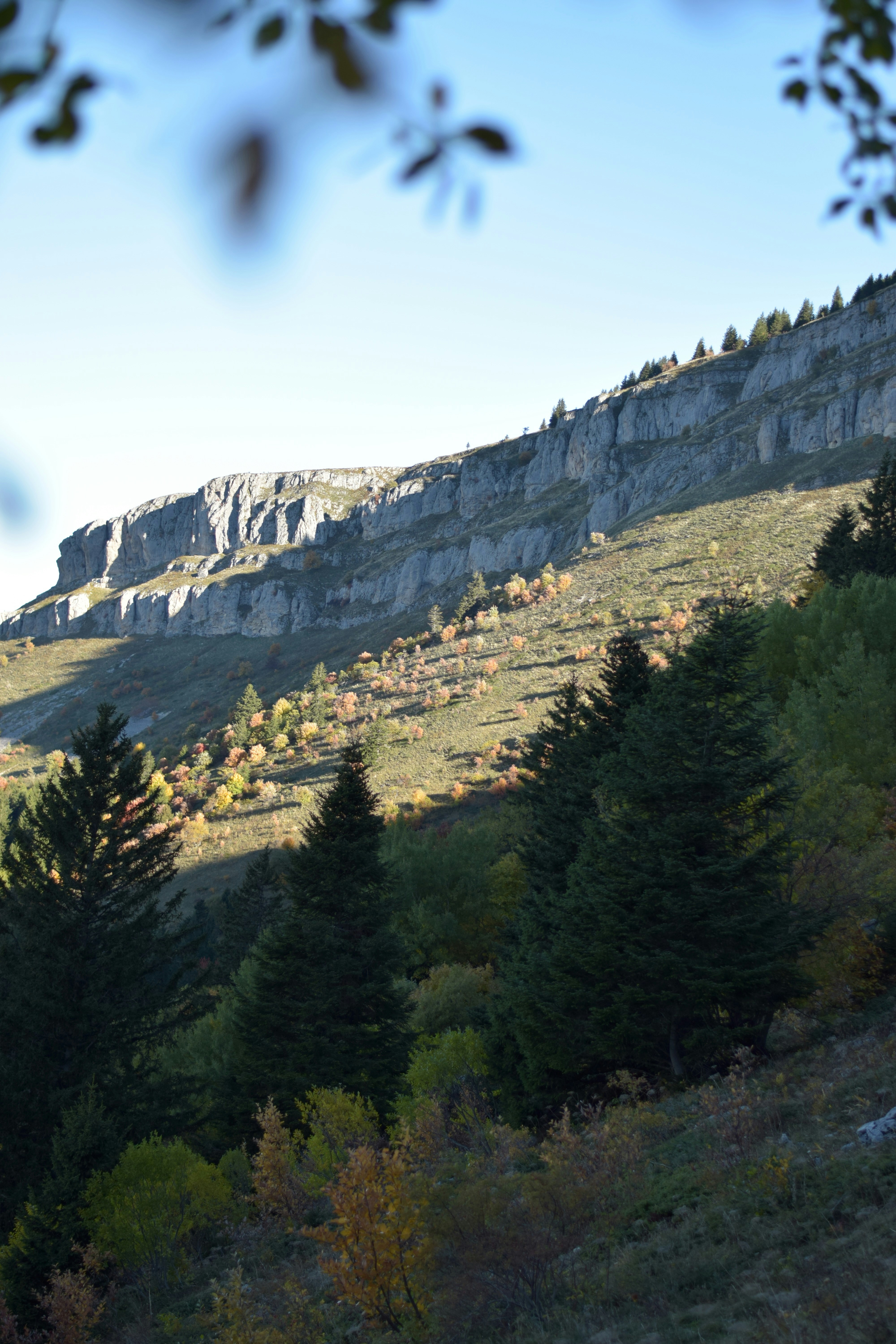나무와 단풍이 있는 햇볕이 내리쬐는 산비탈
