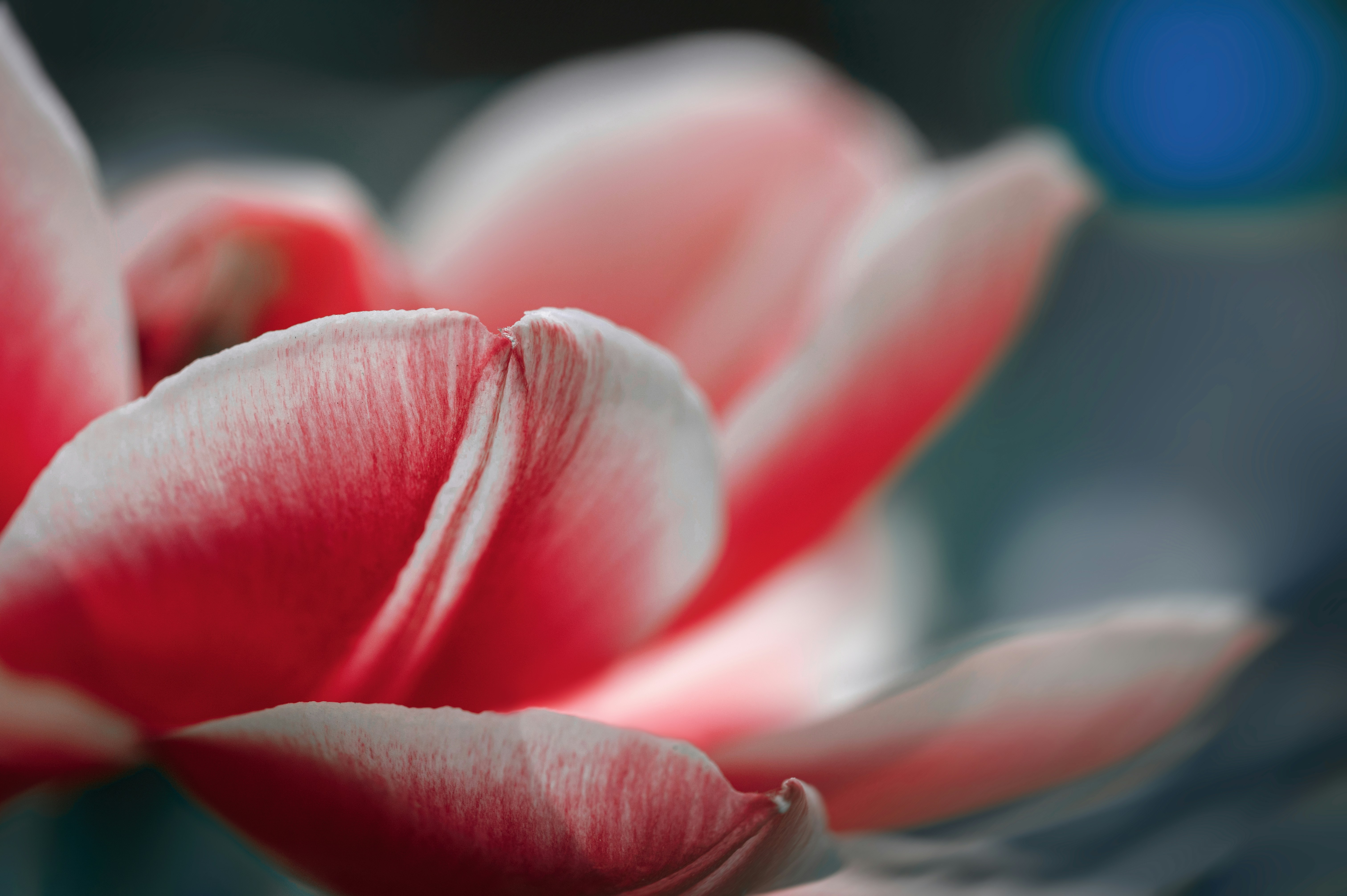 Photo by volodymyr_leush