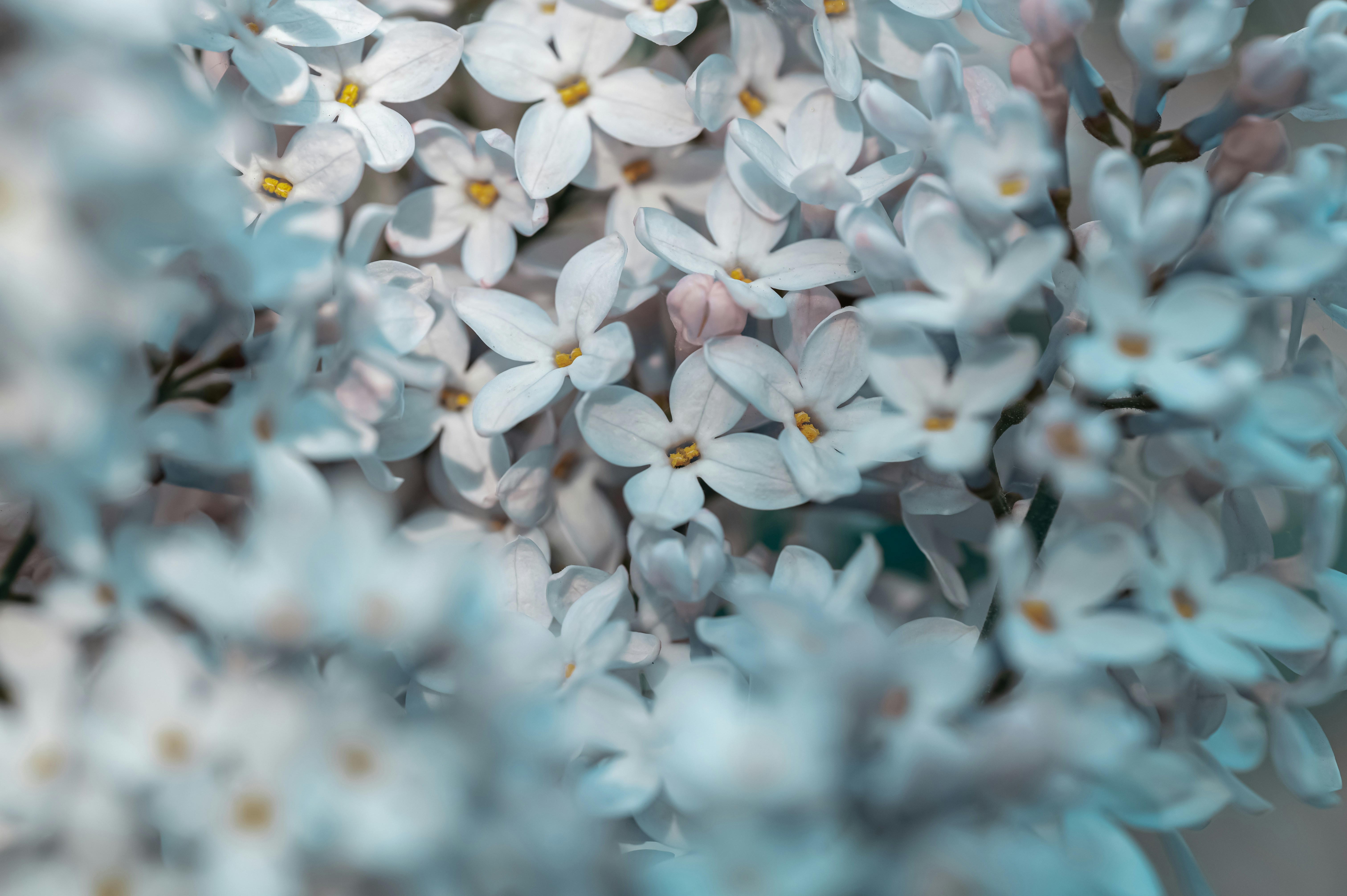 Photo by volodymyr_leush