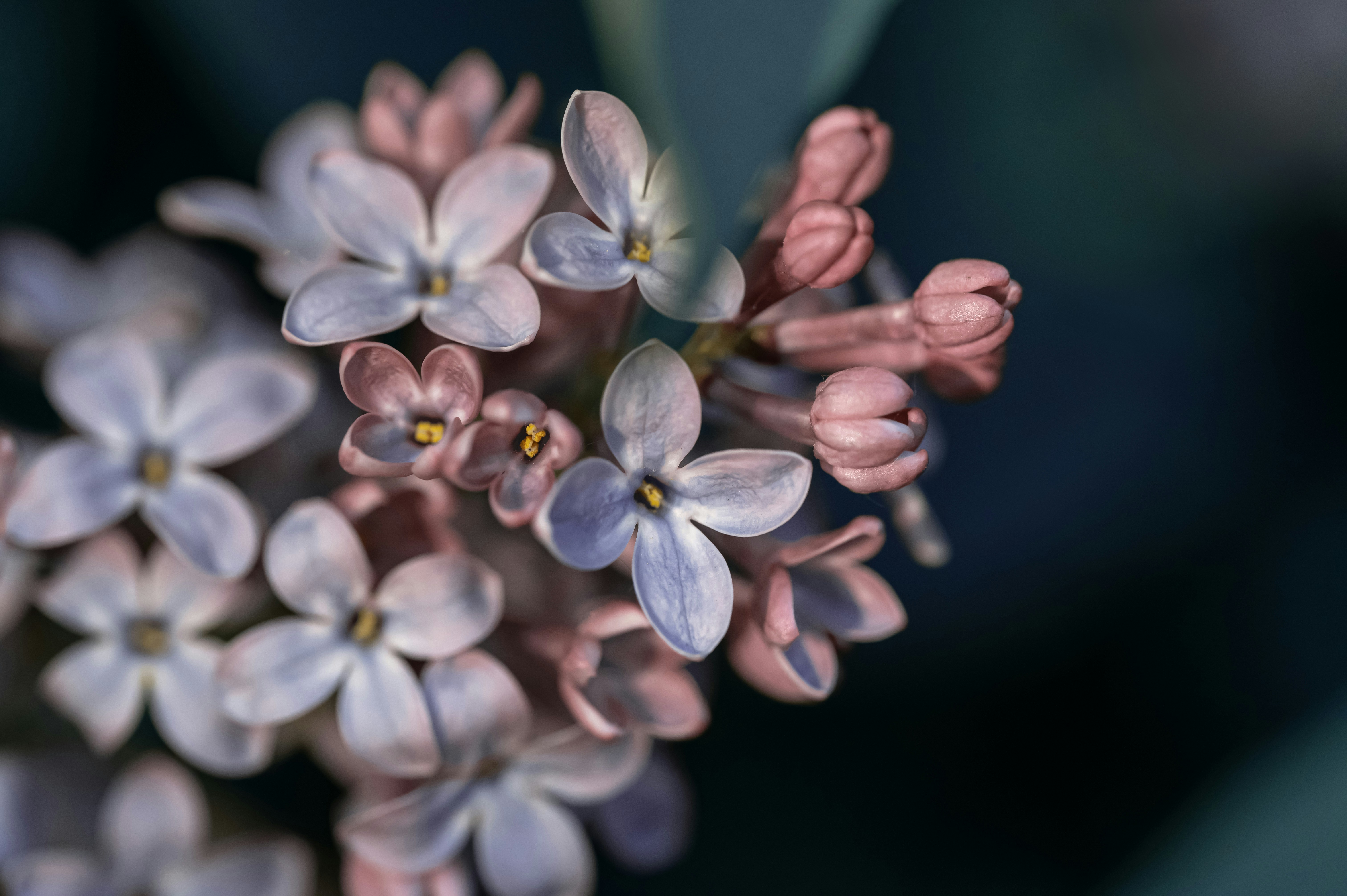 Photo by volodymyr_leush