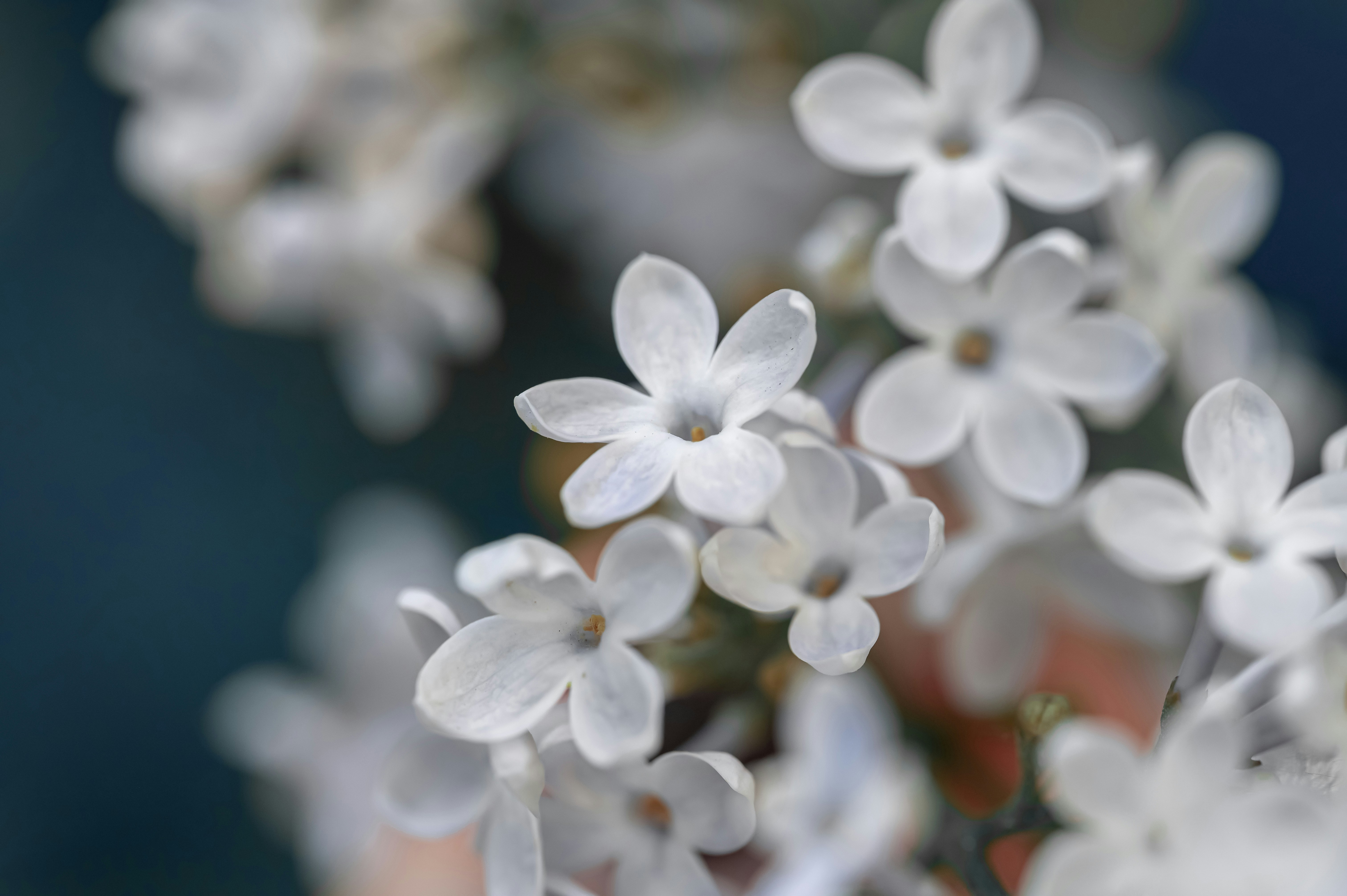 Photo by volodymyr_leush