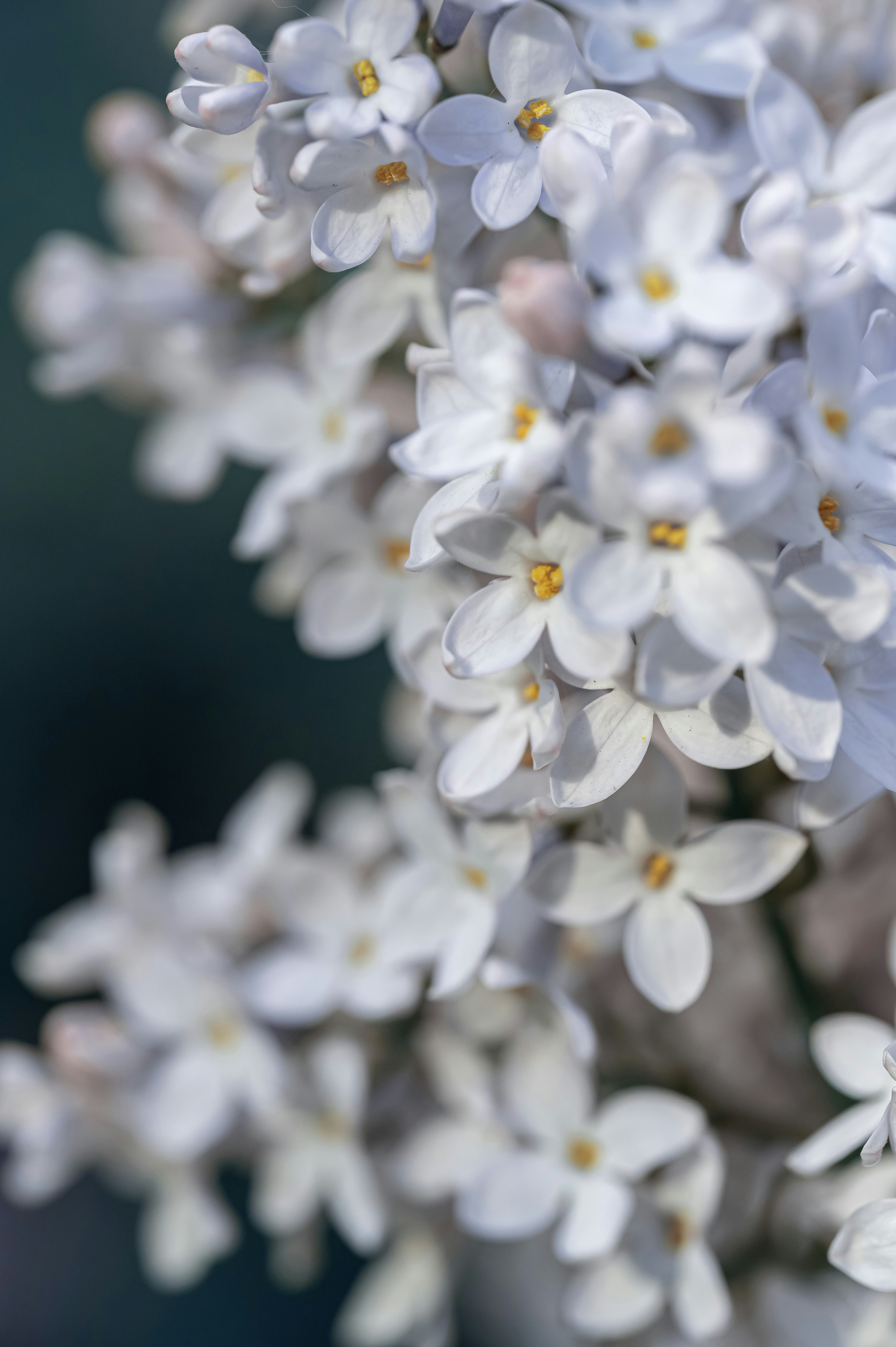 Photo by volodymyr_leush