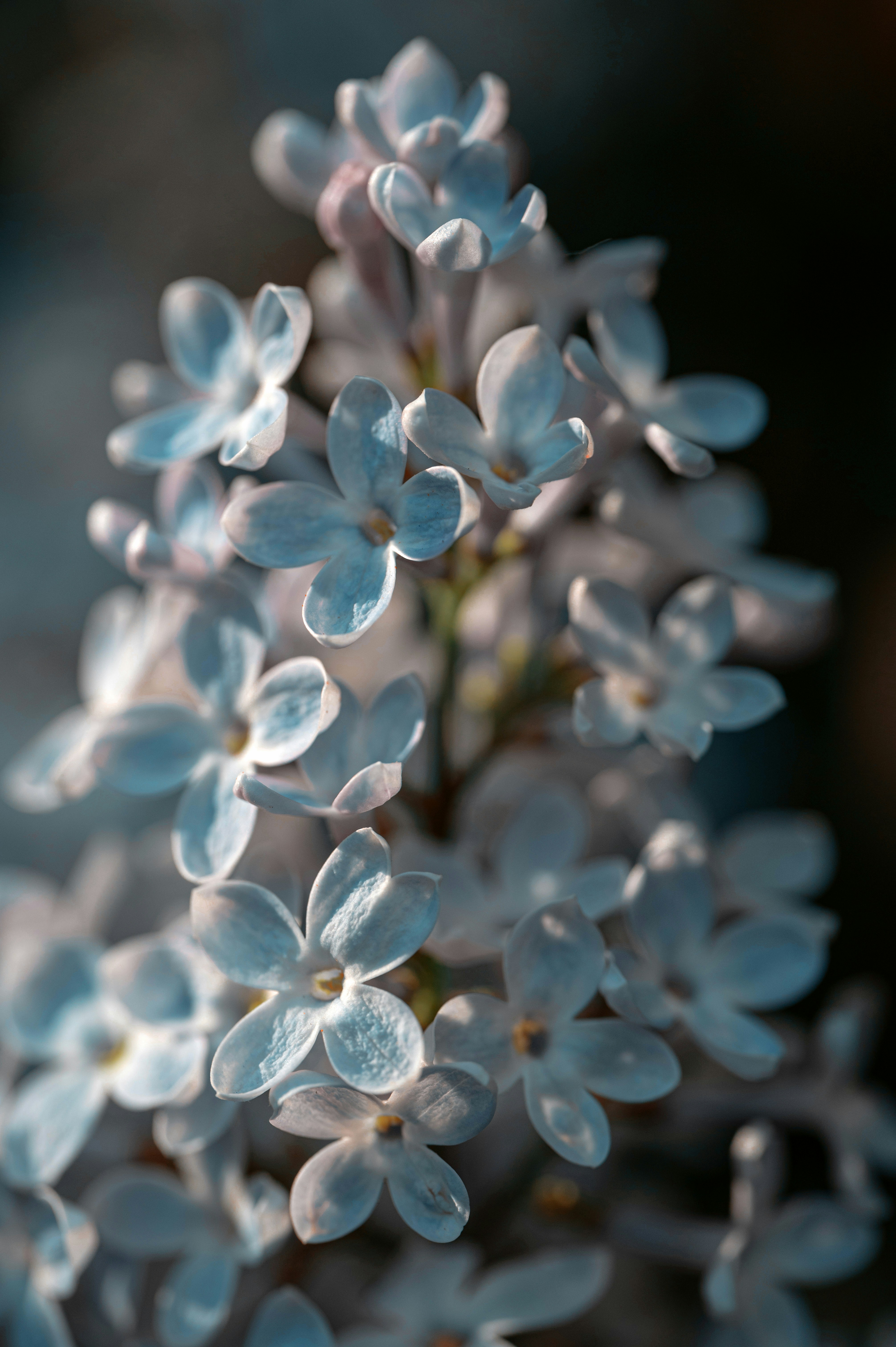 Photo by volodymyr_leush