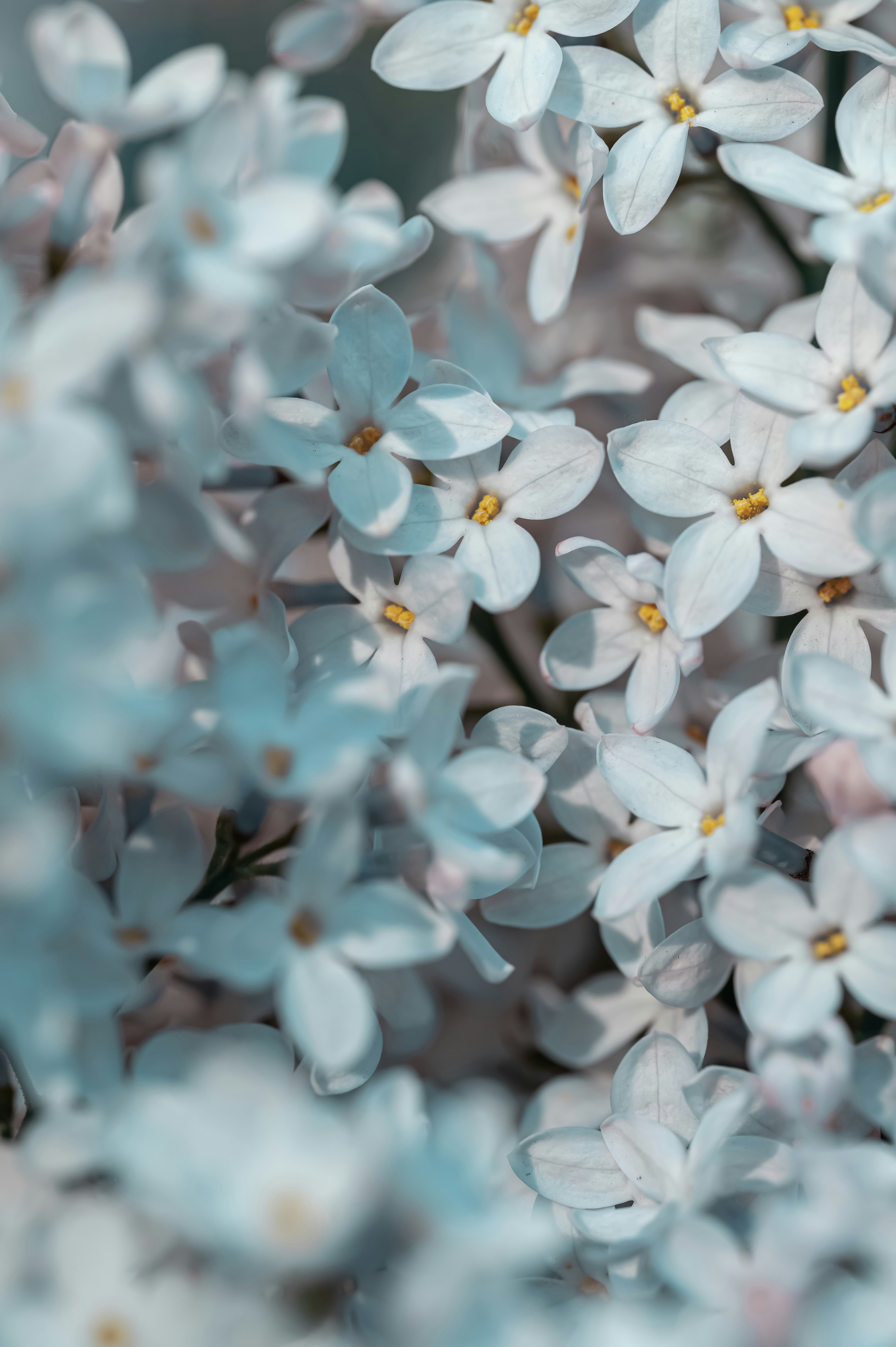 Close-up of delicate white flowers with yellow centers - Free Photo on ...