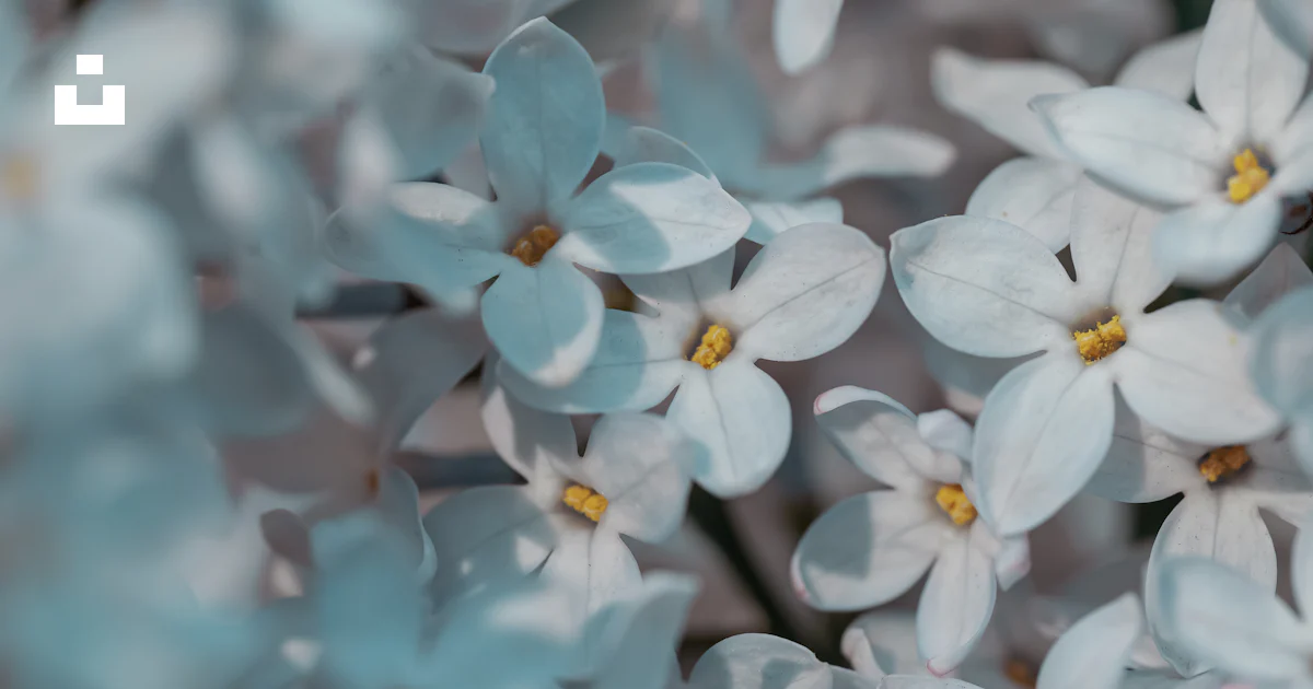 Hs Code For Spring Pad Close-up of delicate white flowers with yellow centers - Free Photo on ...