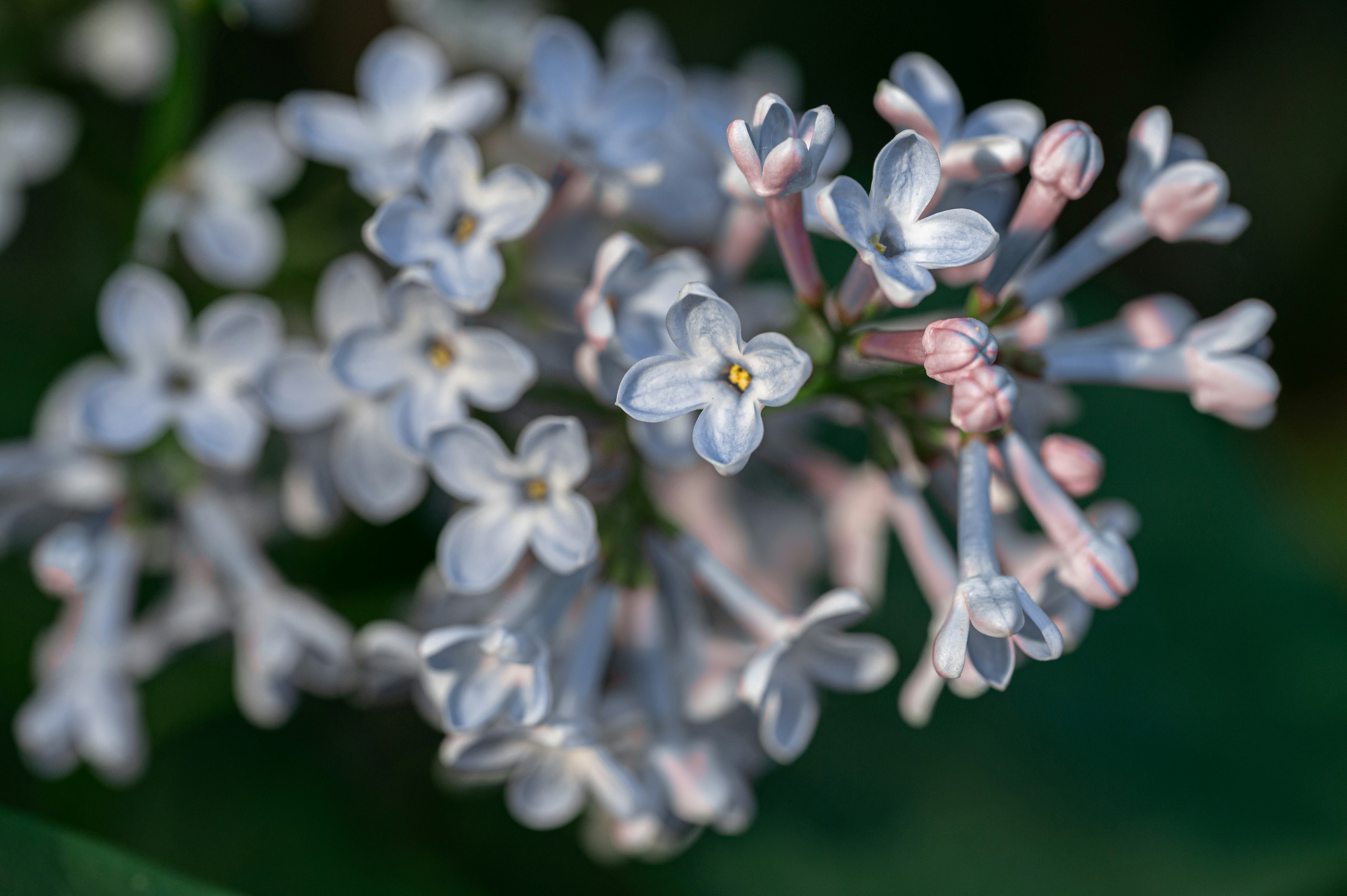 Photo by volodymyr_leush